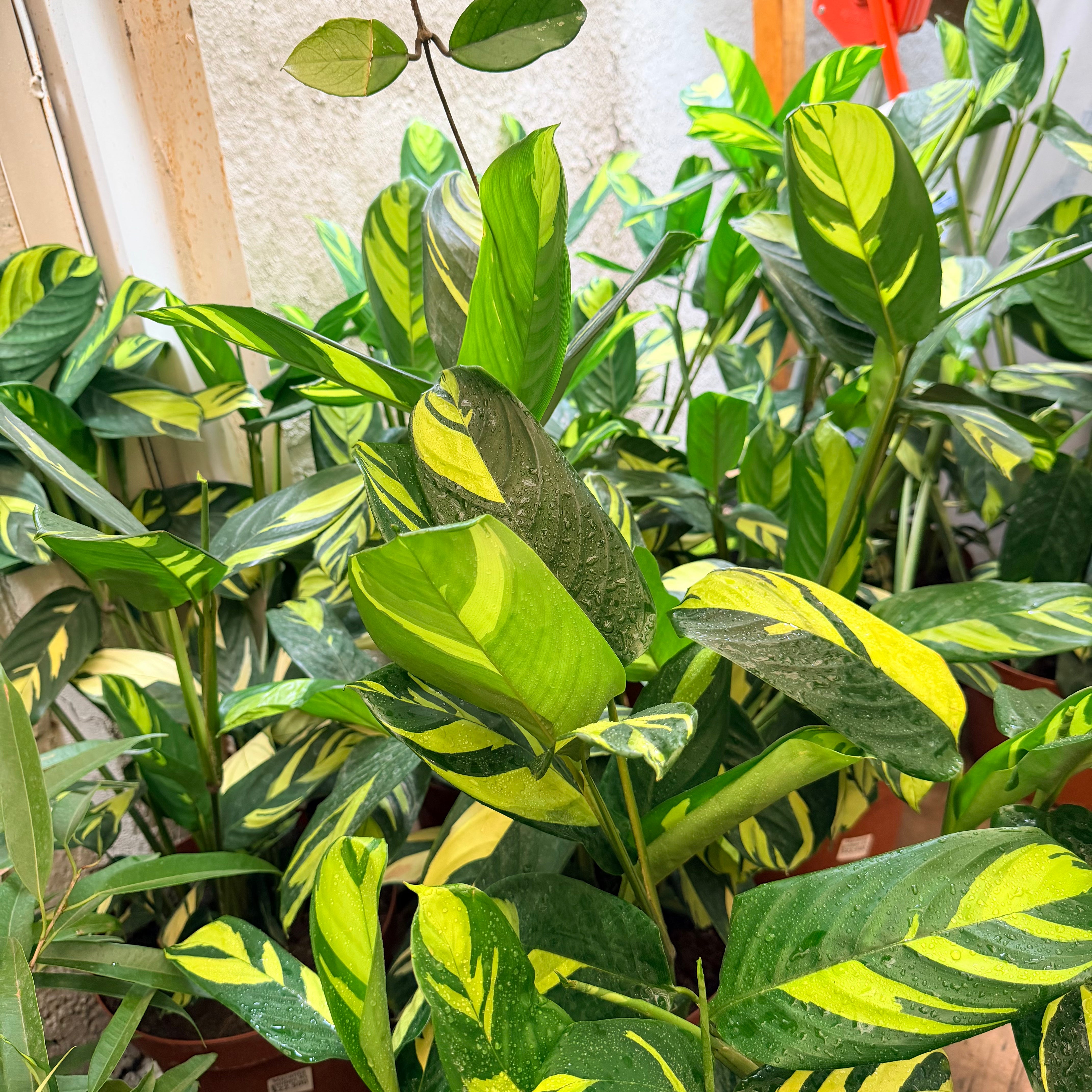 Vivero Mis Tesoros C Gloria
