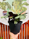 Calathea Amagris