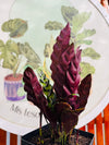 Calathea Lancifolia