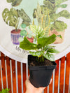Calathea Orbifolia
