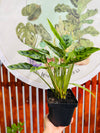 Calathea Leopardina