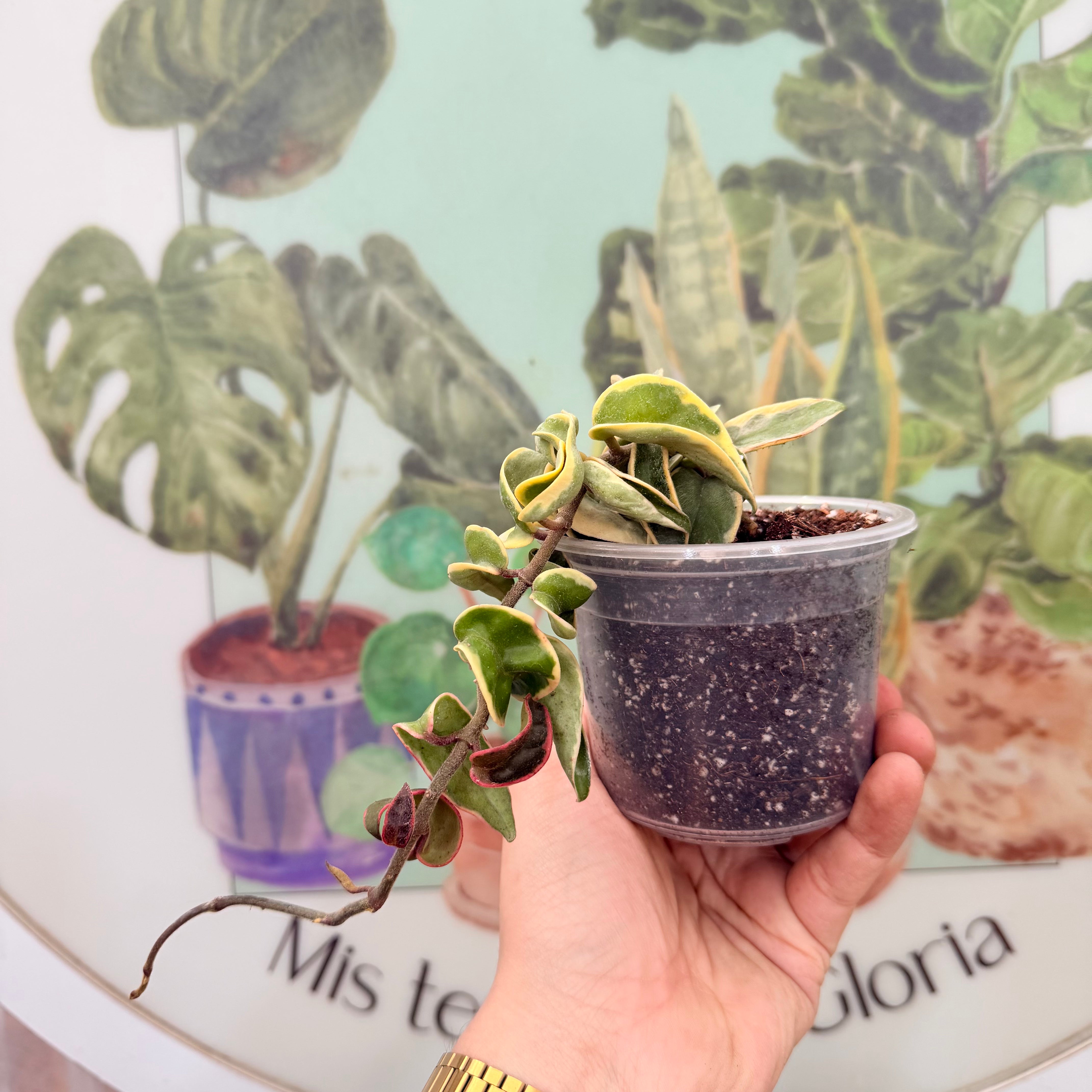 Hoya Compacta Variegada