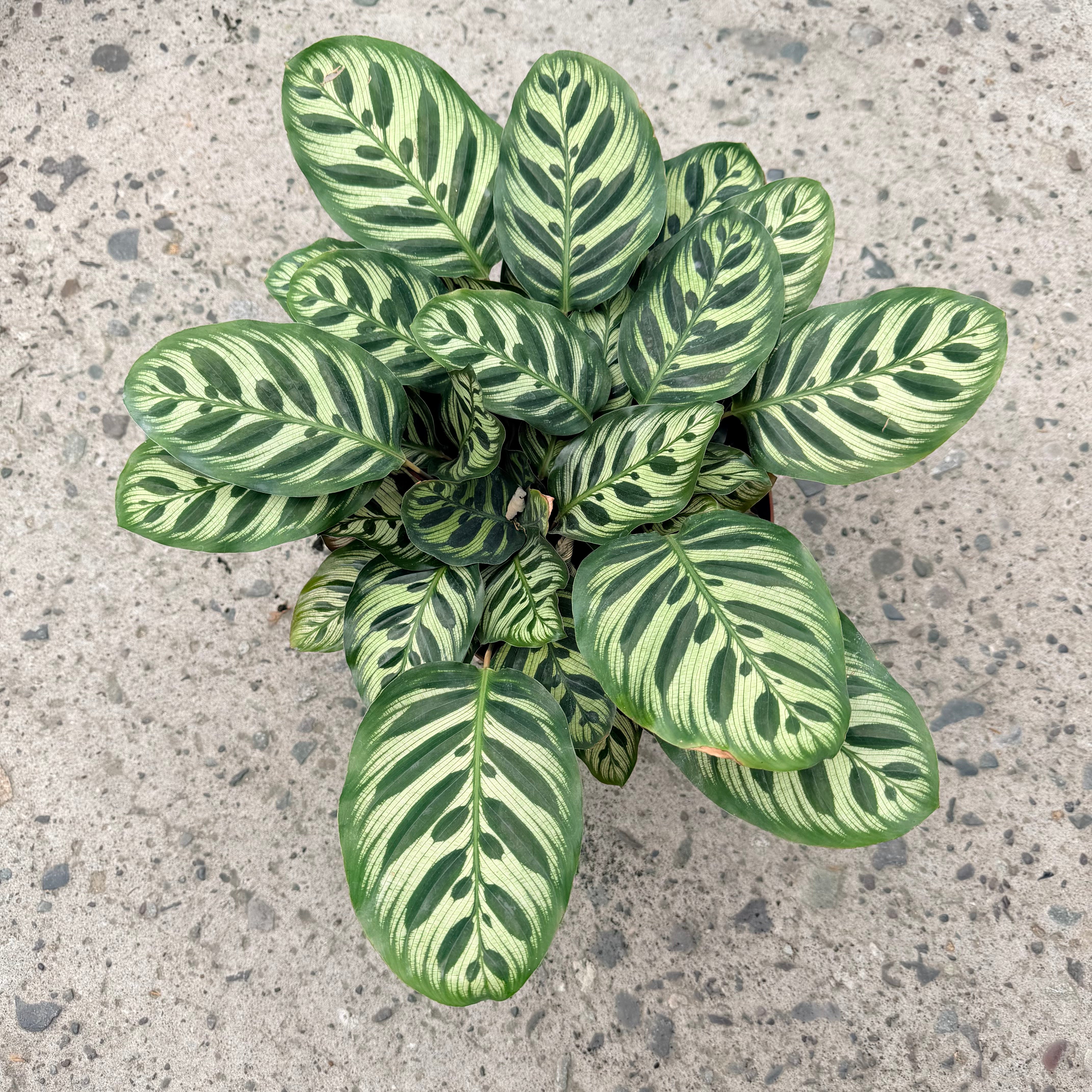 Calathea Makoyana XLL