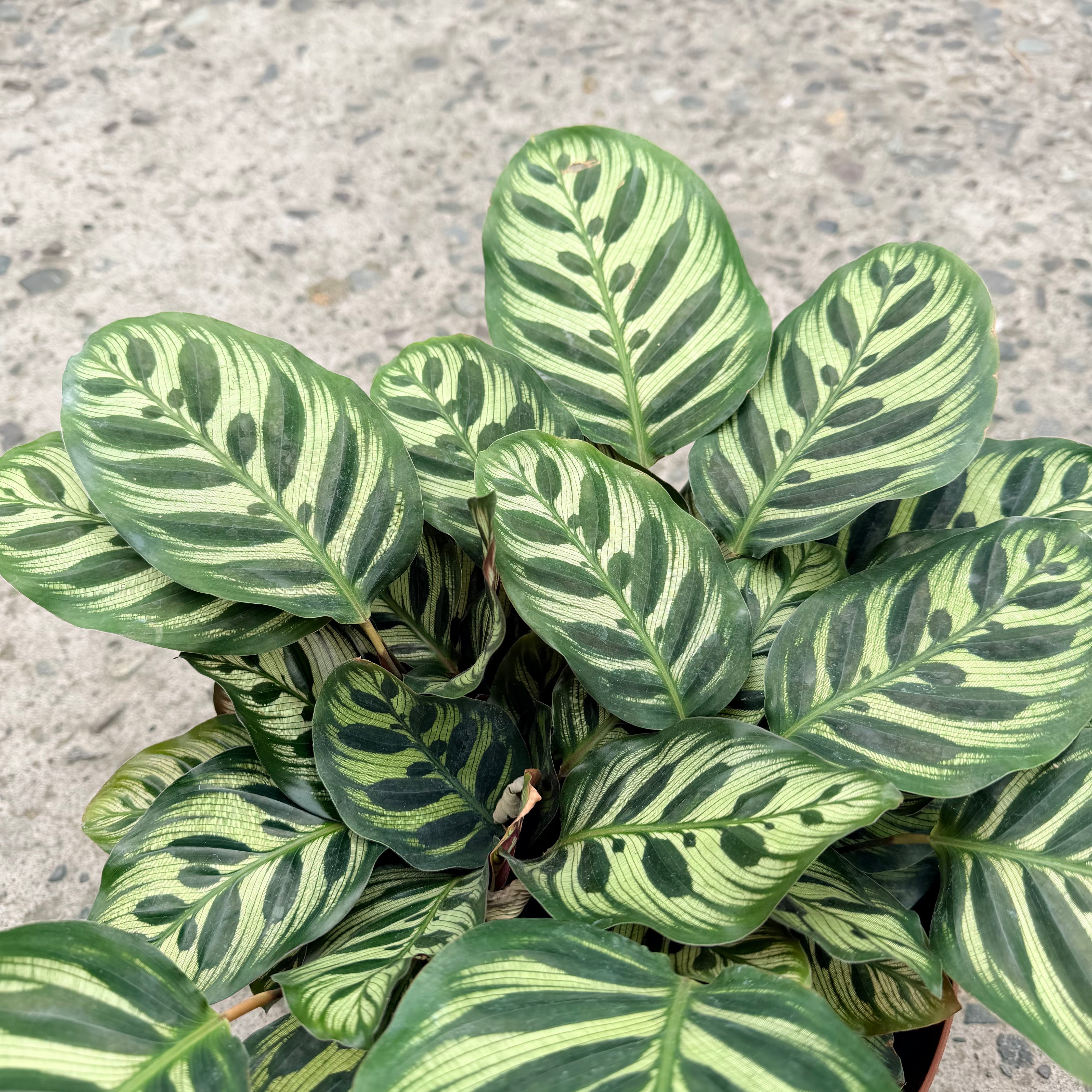 Vivero Mis Tesoros C Gloria