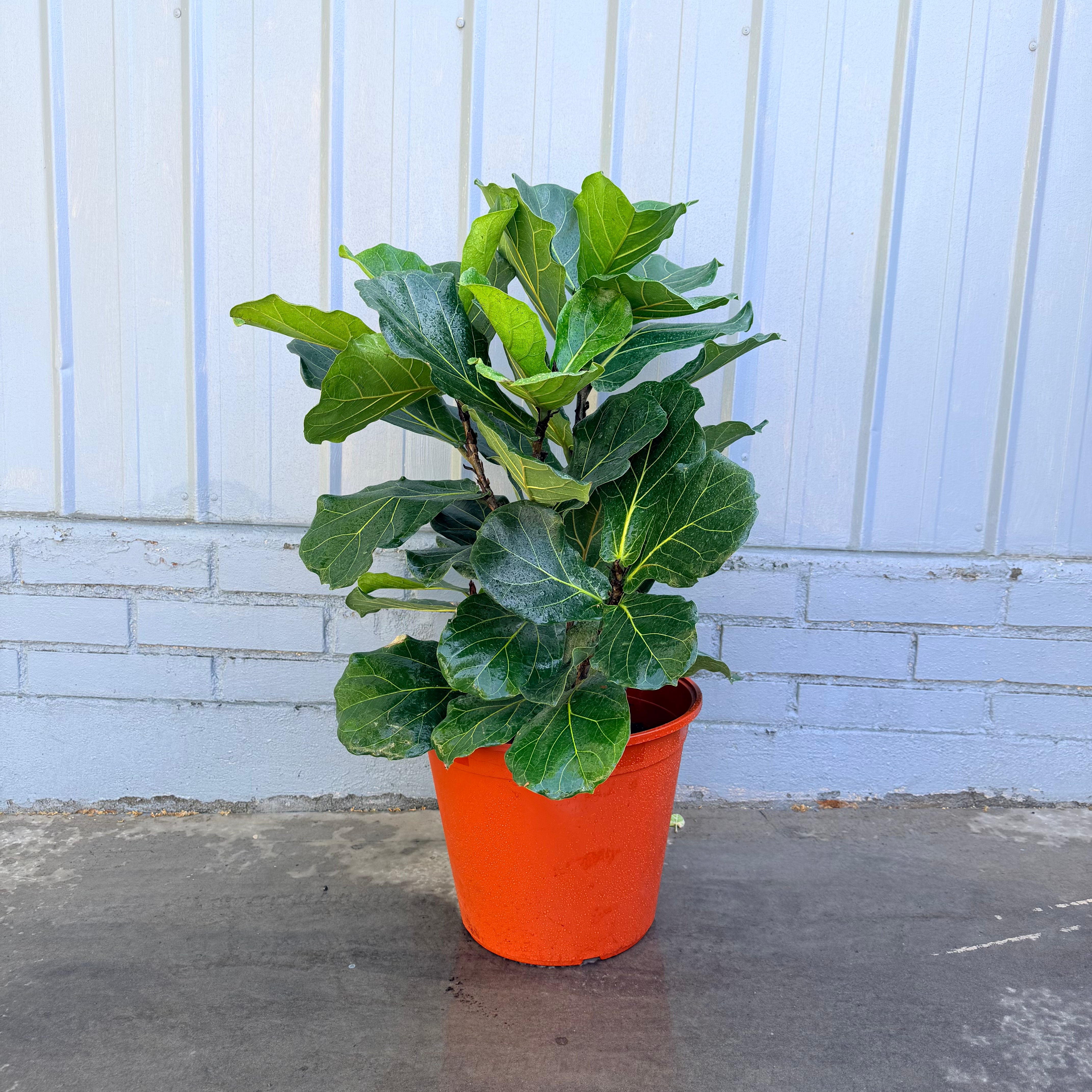 Ficus Lyrata LL-XLL
