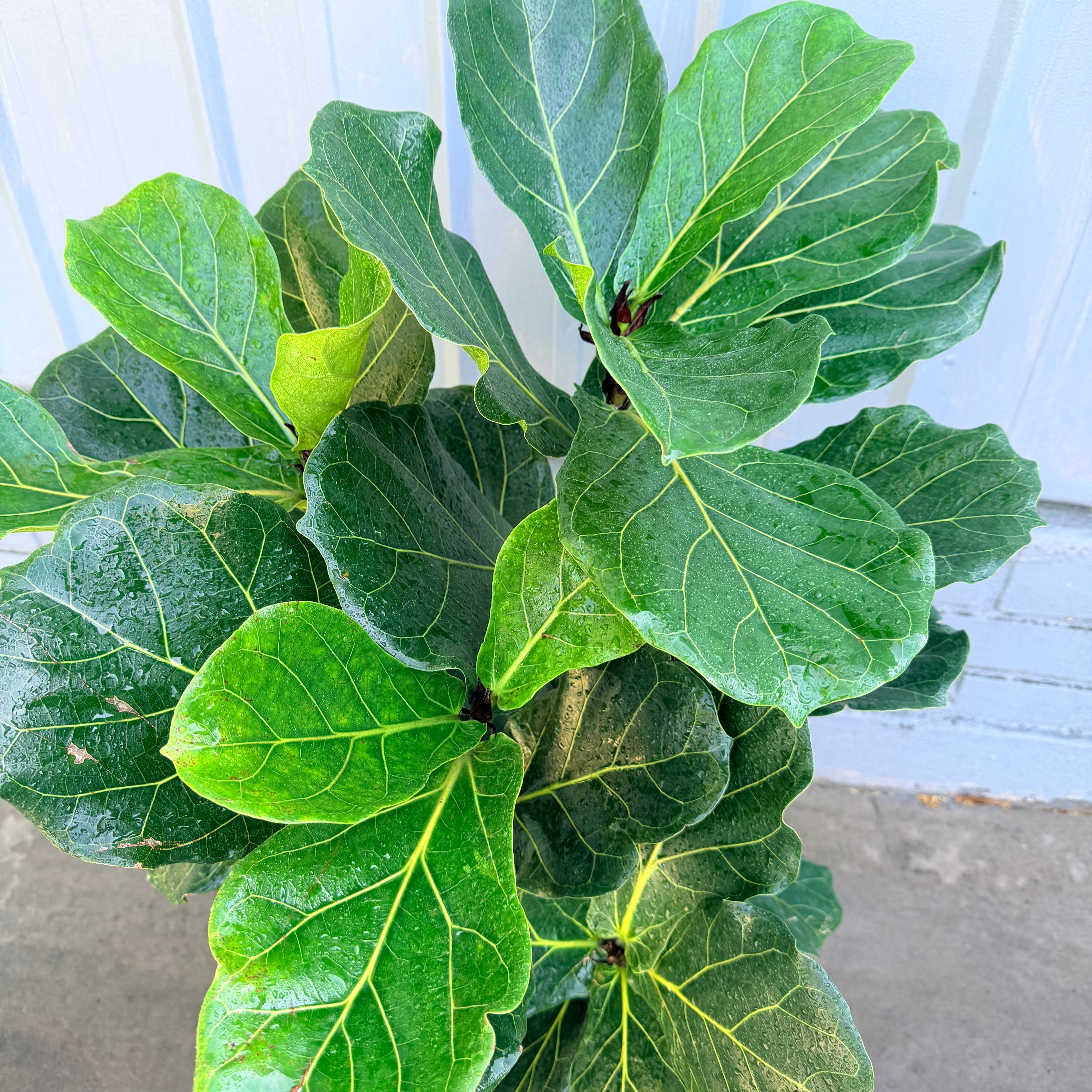 Ficus Lyrata LL - Oferta