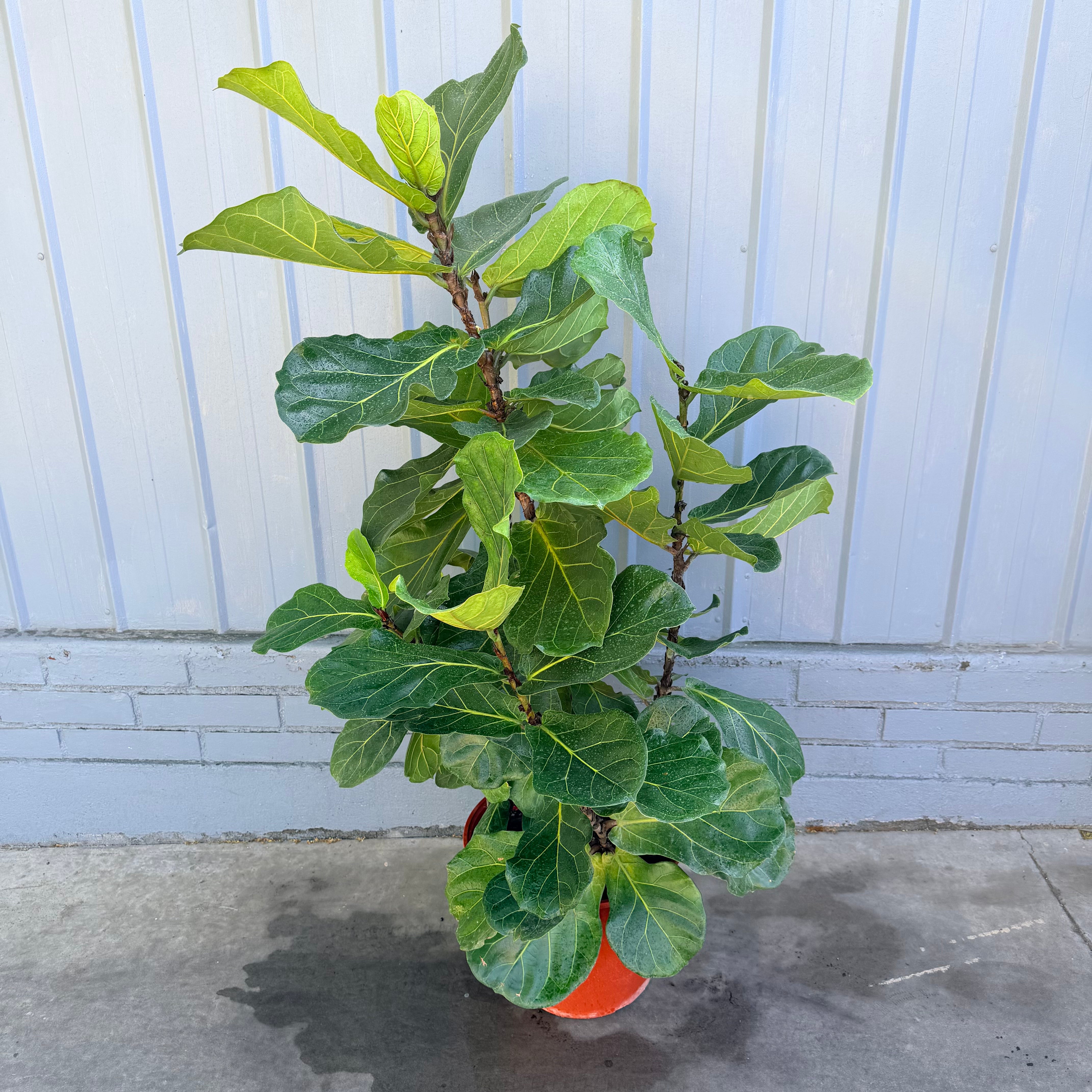 Ficus Lyrata XL