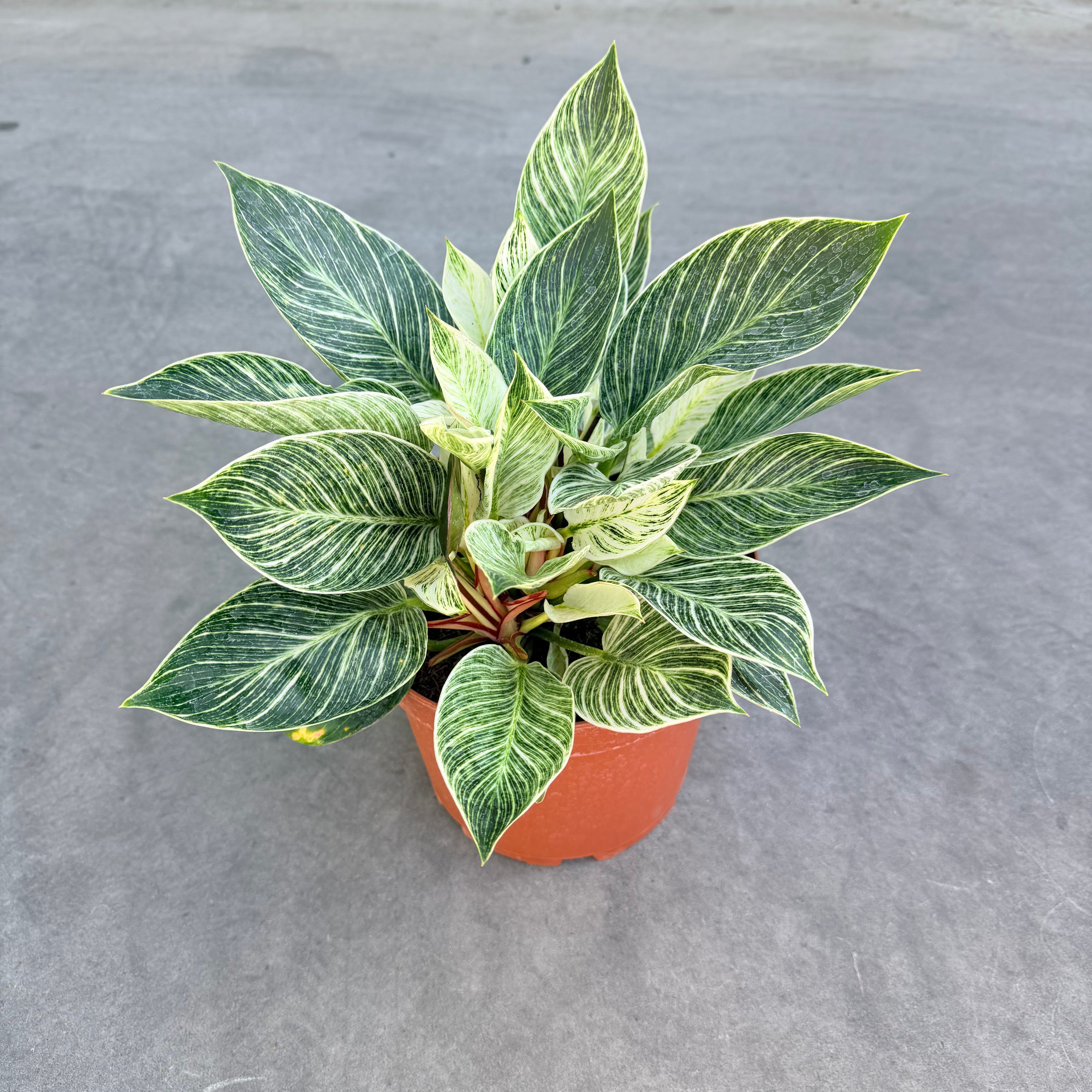 Filodendro Birkin XLL