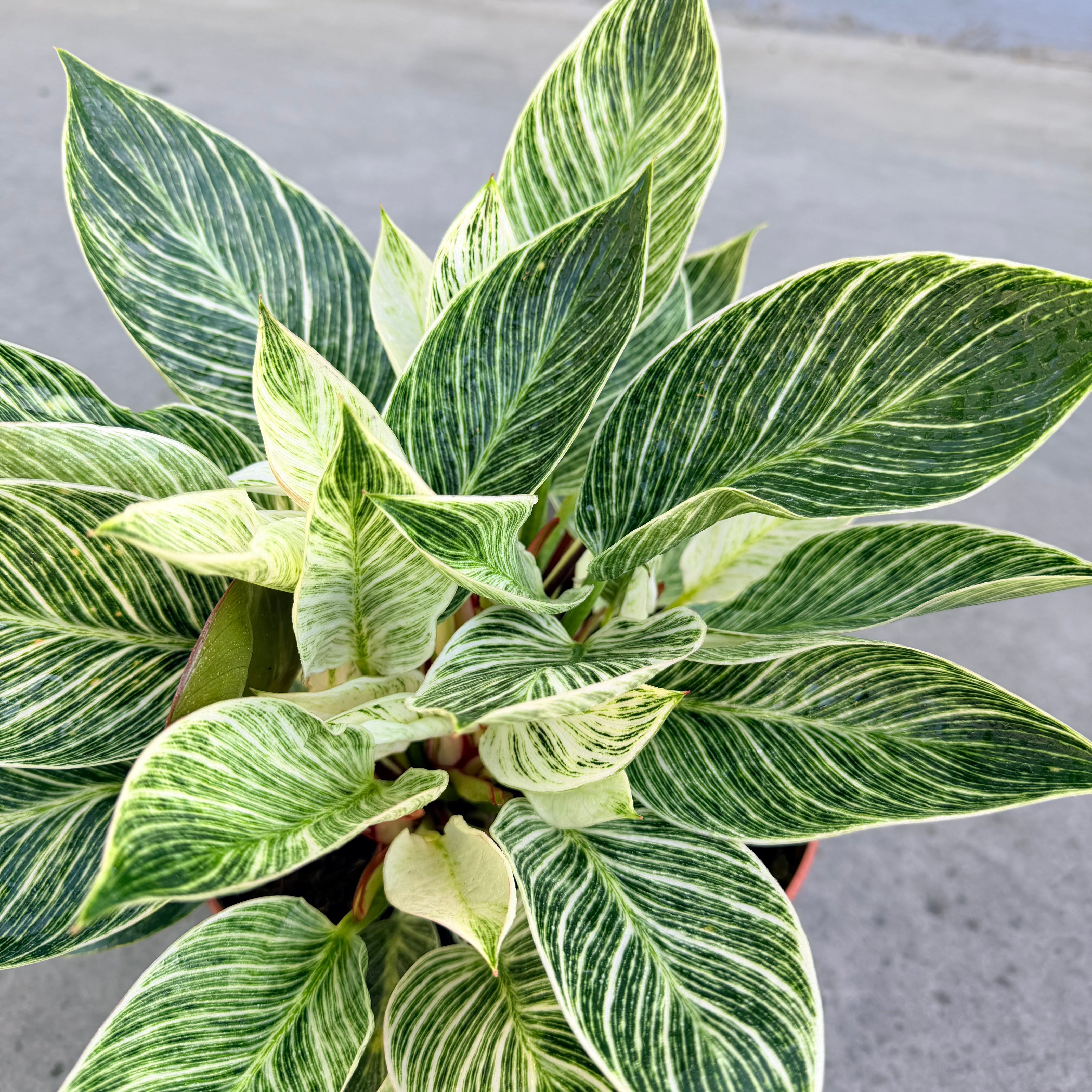 Vivero Mis Tesoros C Gloria