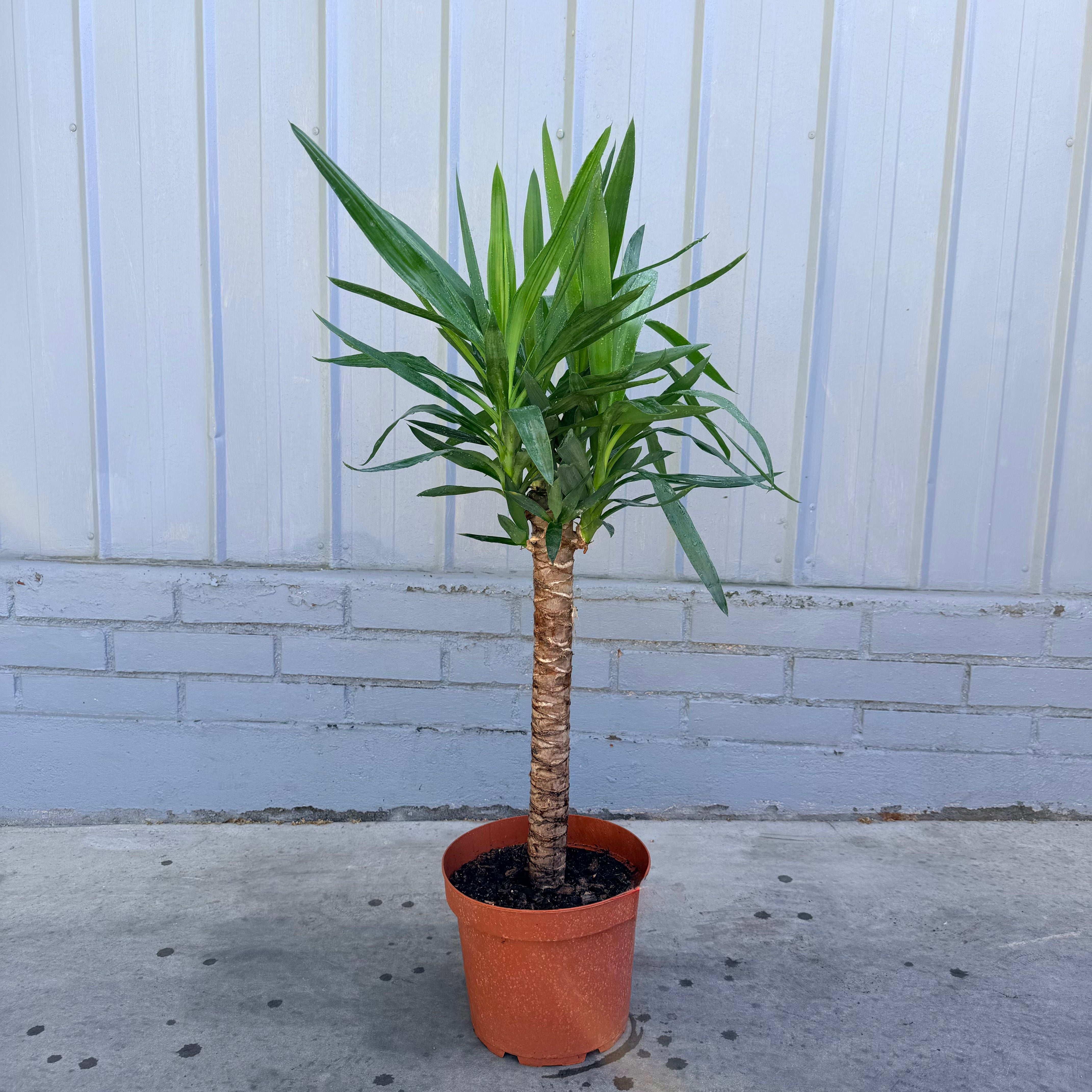 Yuca  aprox 90-120cm