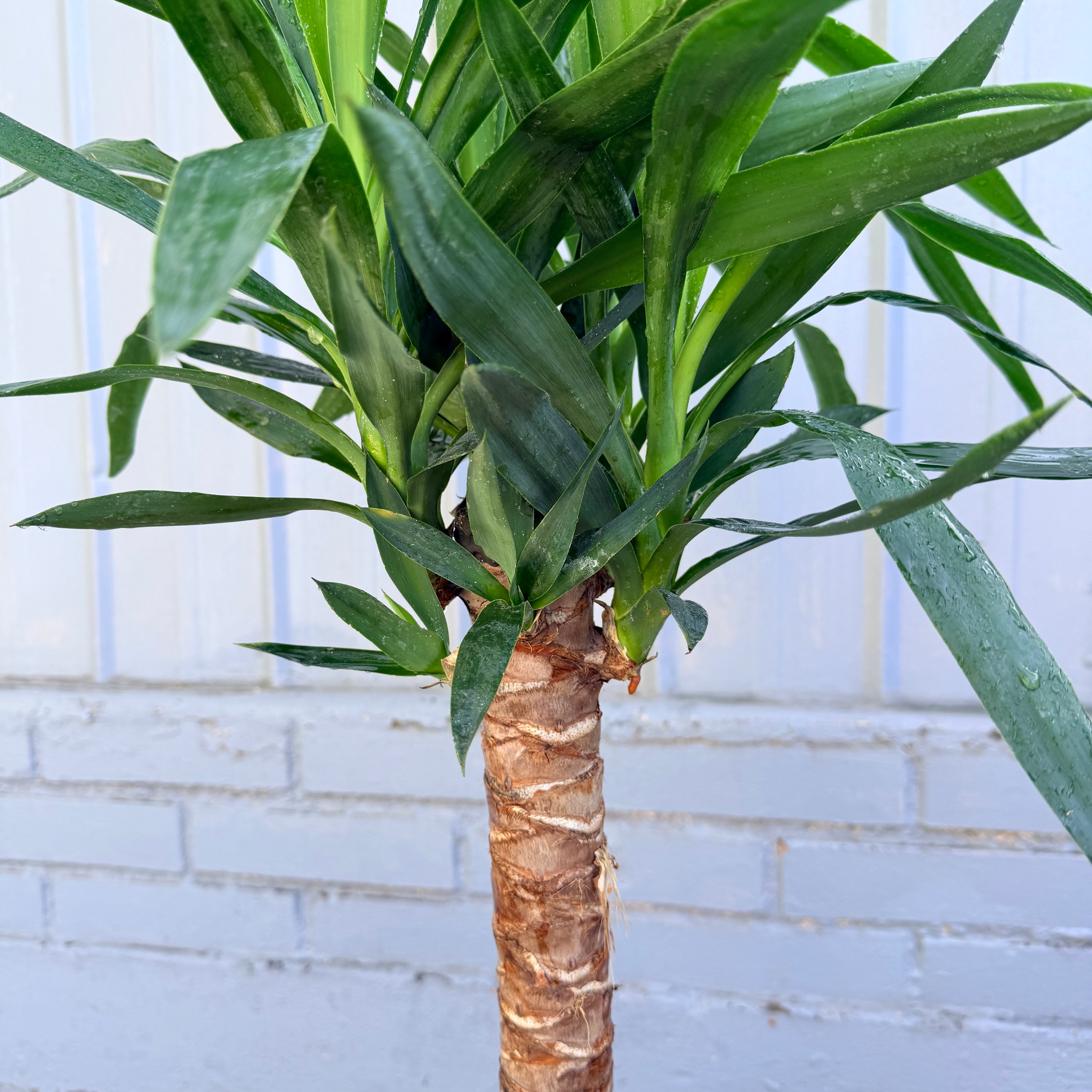 Vivero Mis Tesoros C Gloria