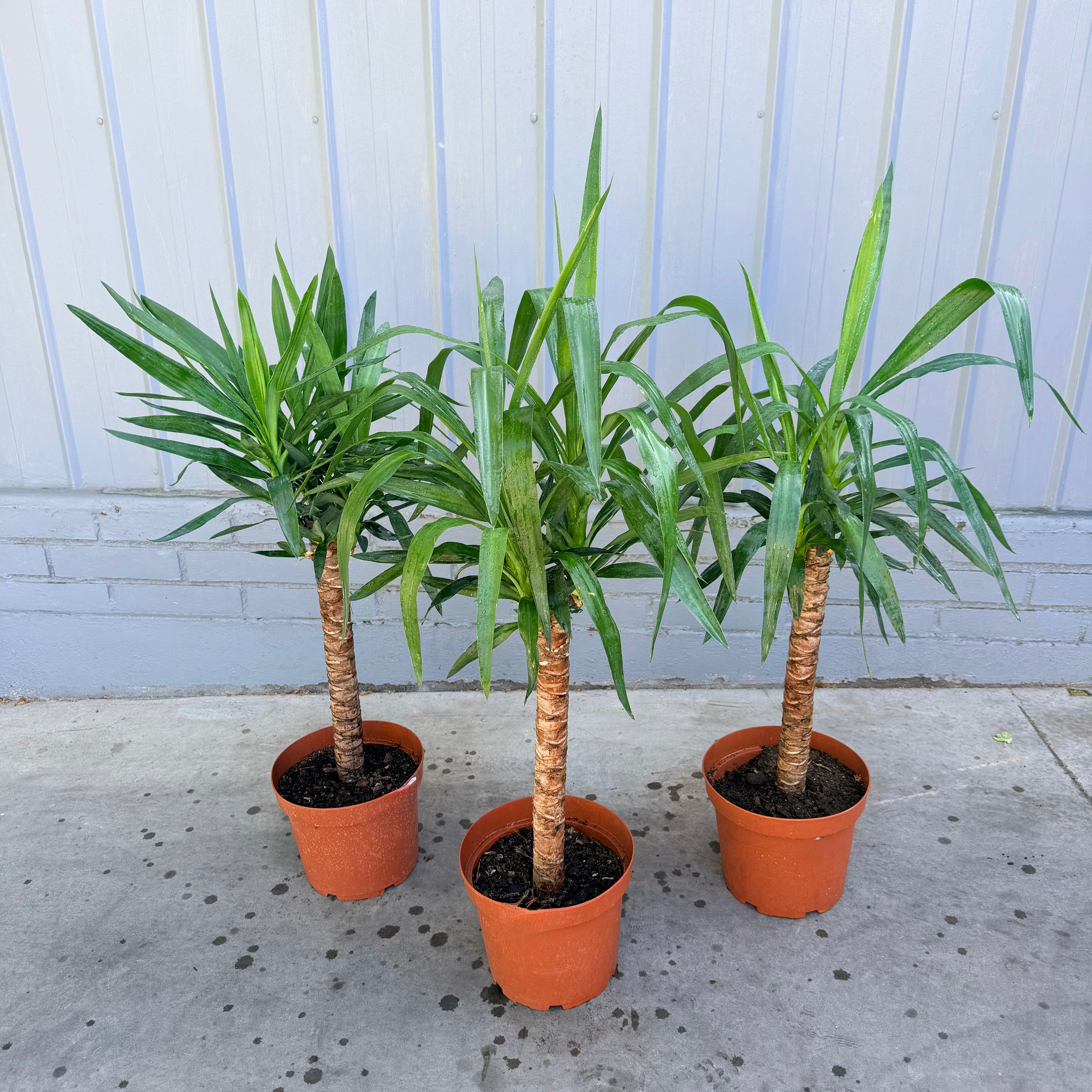 Vivero Mis Tesoros C Gloria