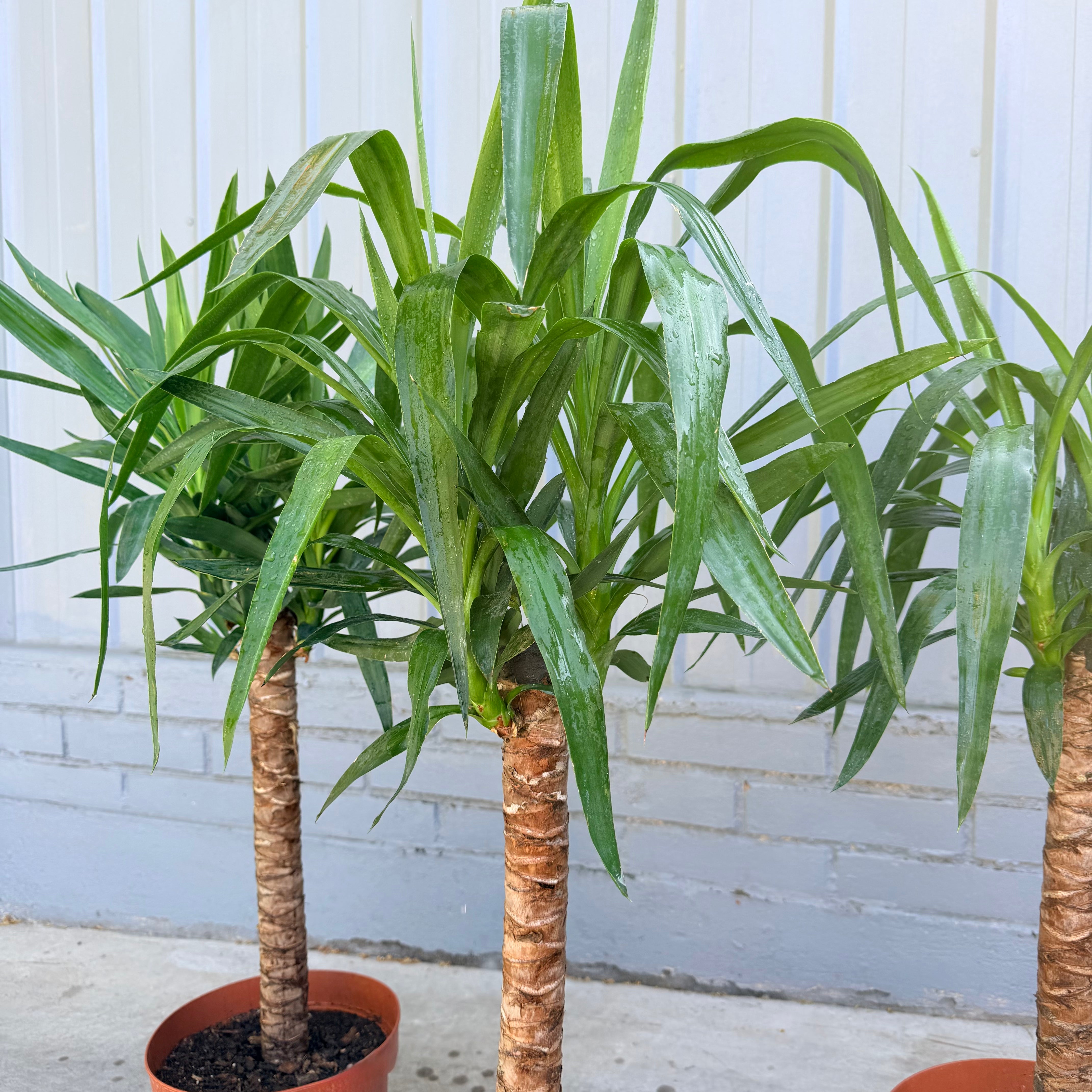 Vivero Mis Tesoros C Gloria