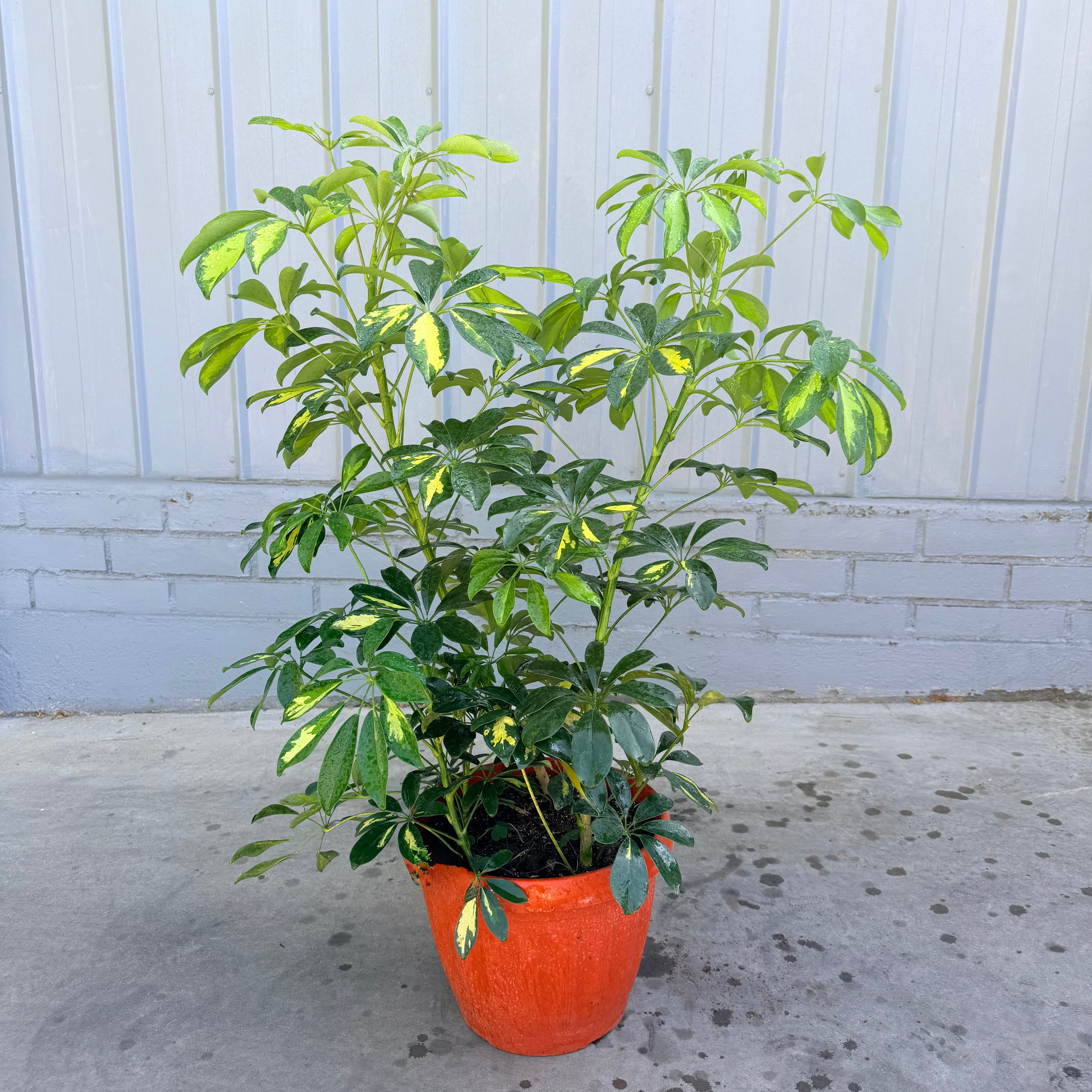 Vivero Mis Tesoros C Gloria