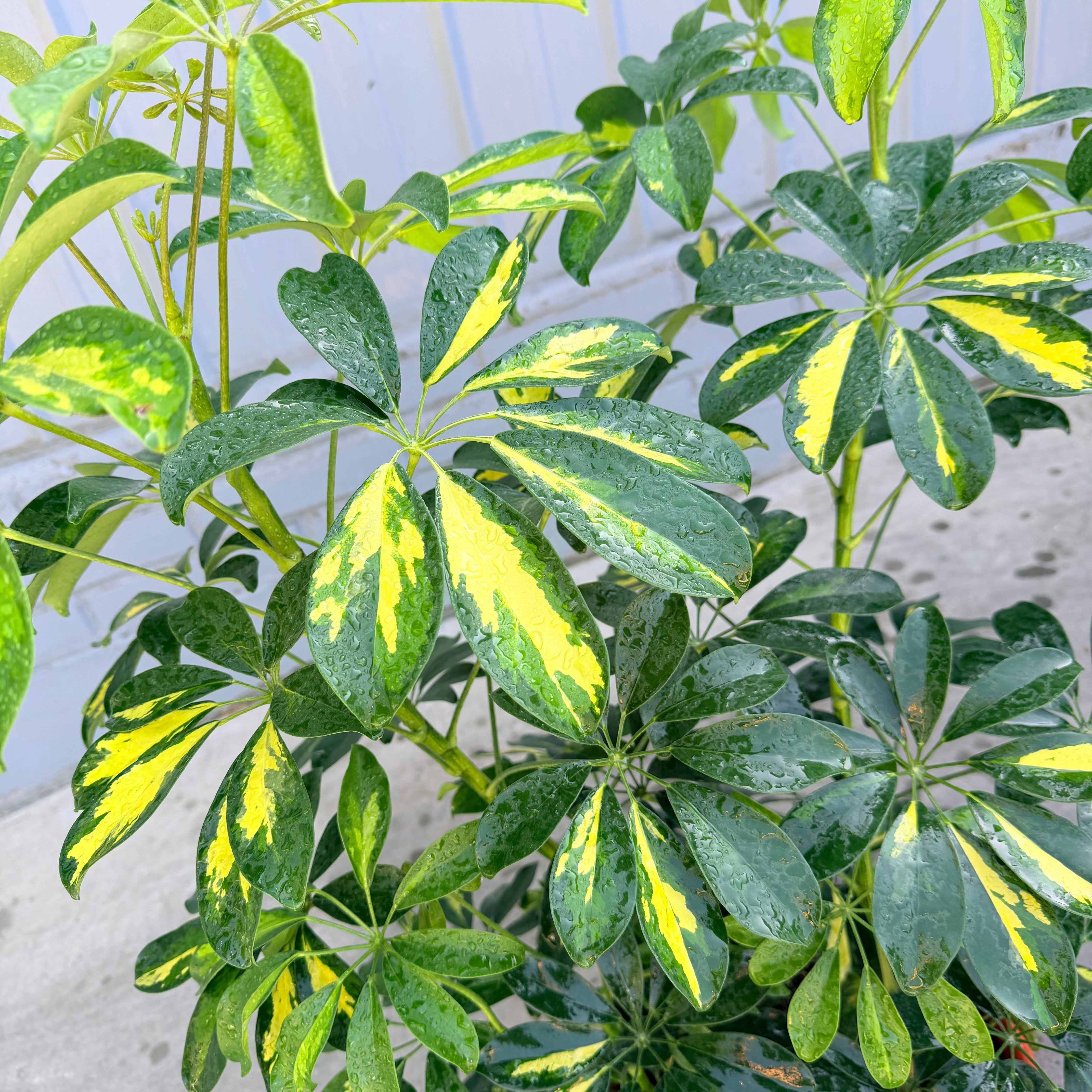 Shefflera Frondosa LL