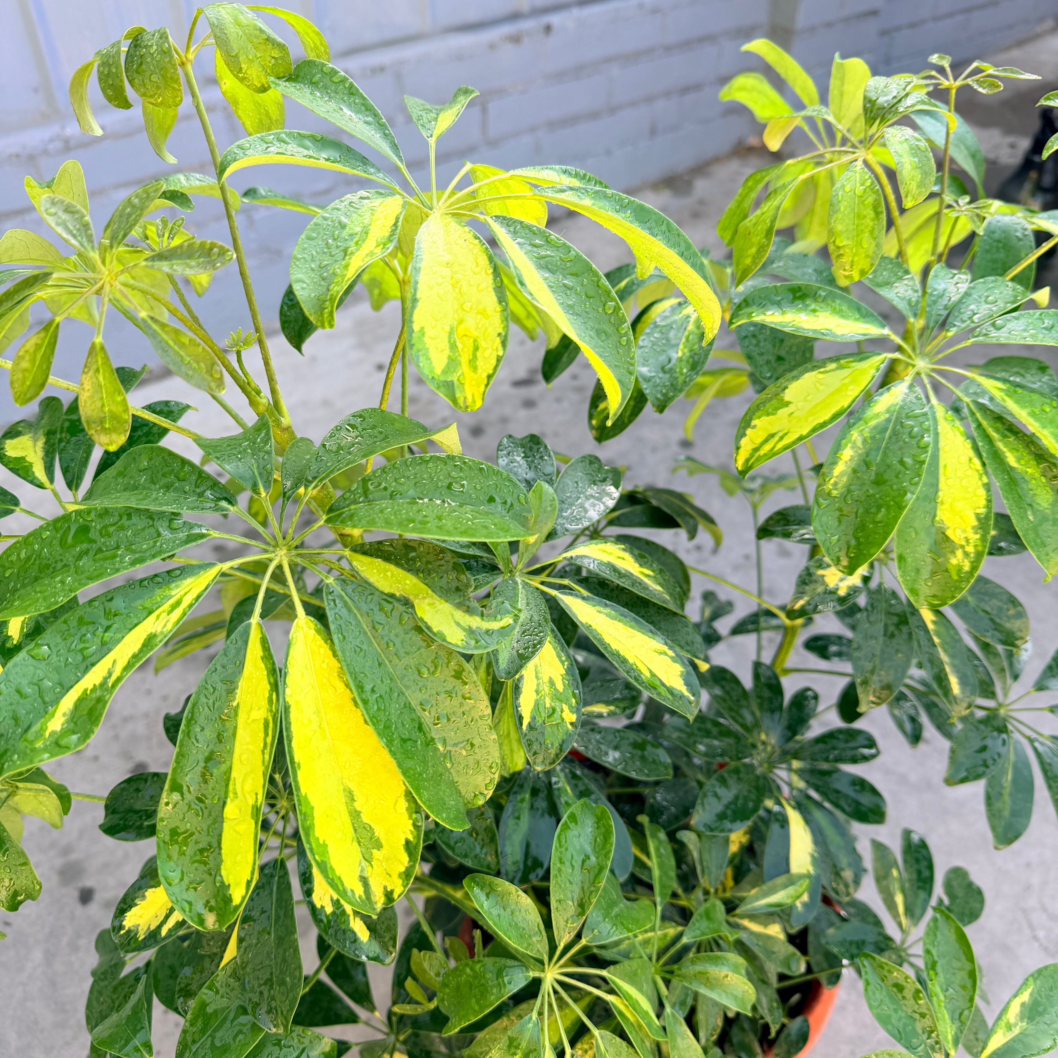 Vivero Mis Tesoros C Gloria