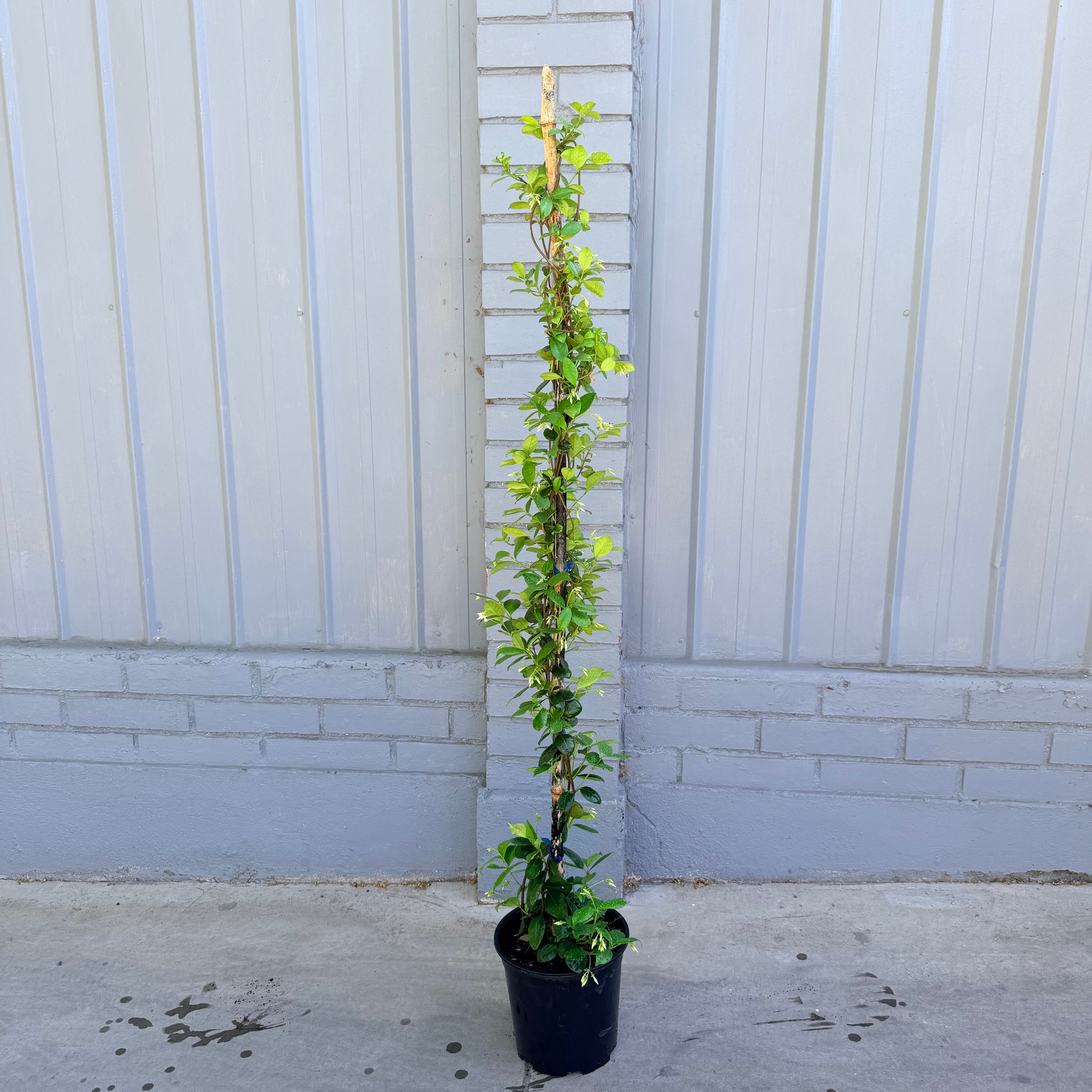 Jazmin Hélice Oloroso