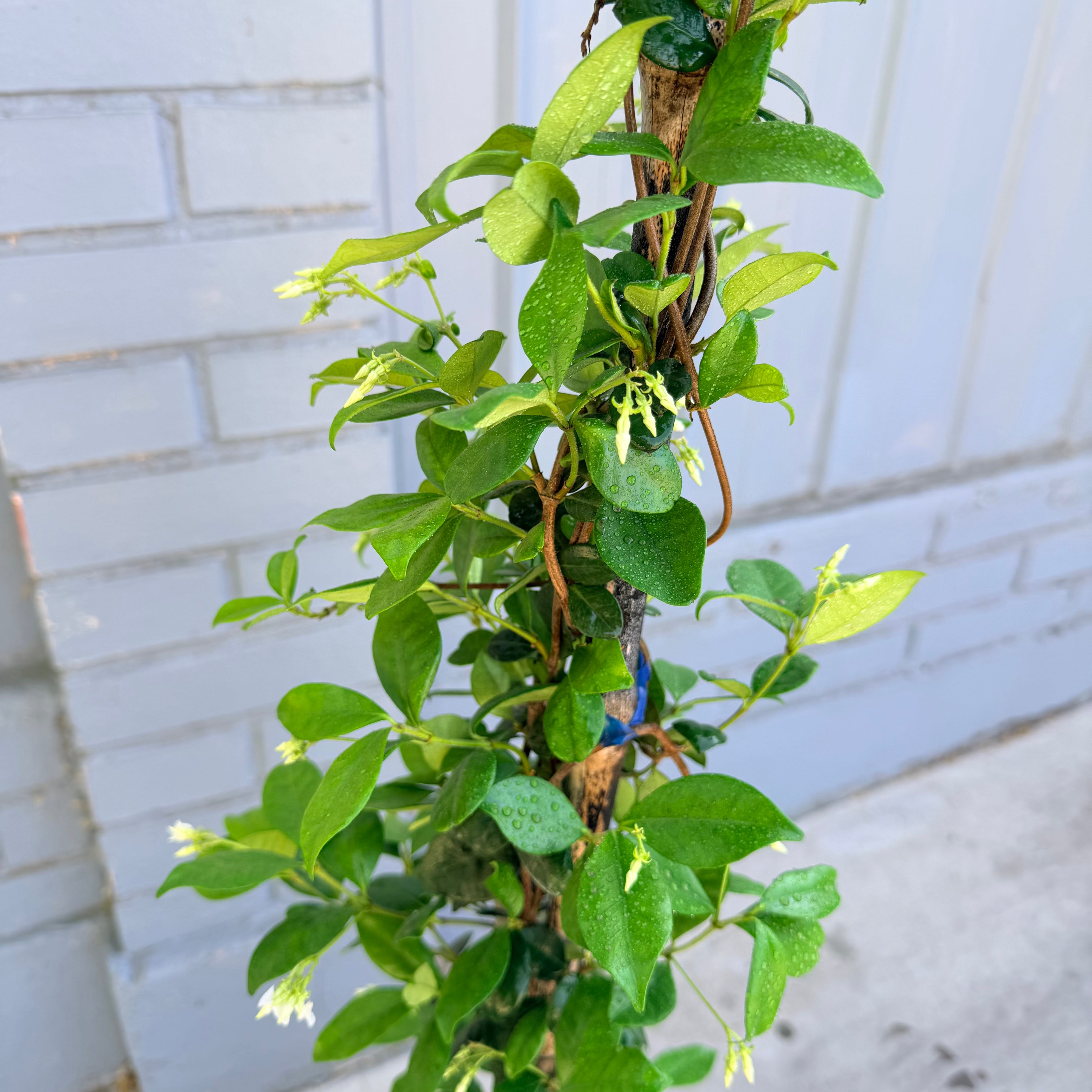 Vivero Mis Tesoros C Gloria