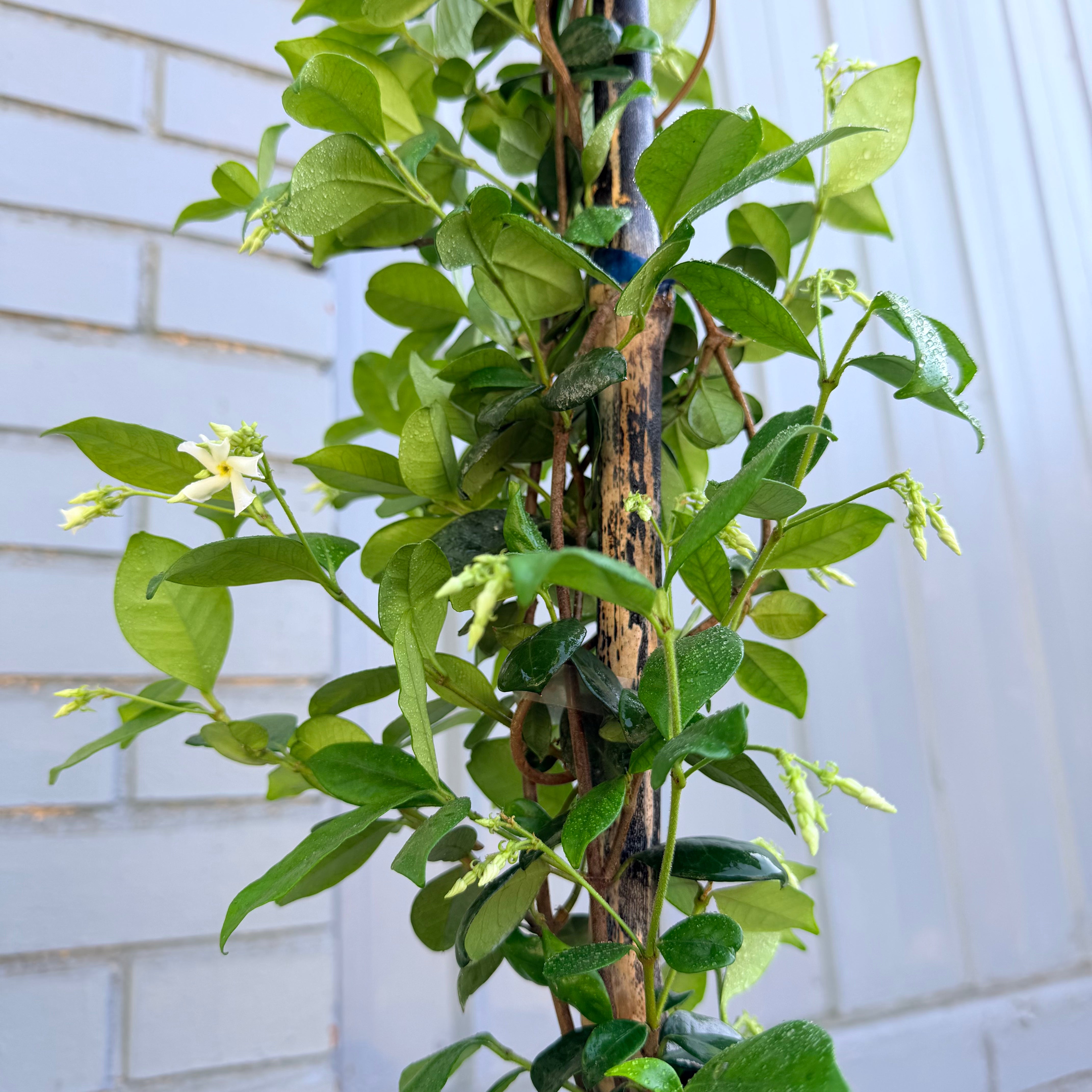 Vivero Mis Tesoros C Gloria