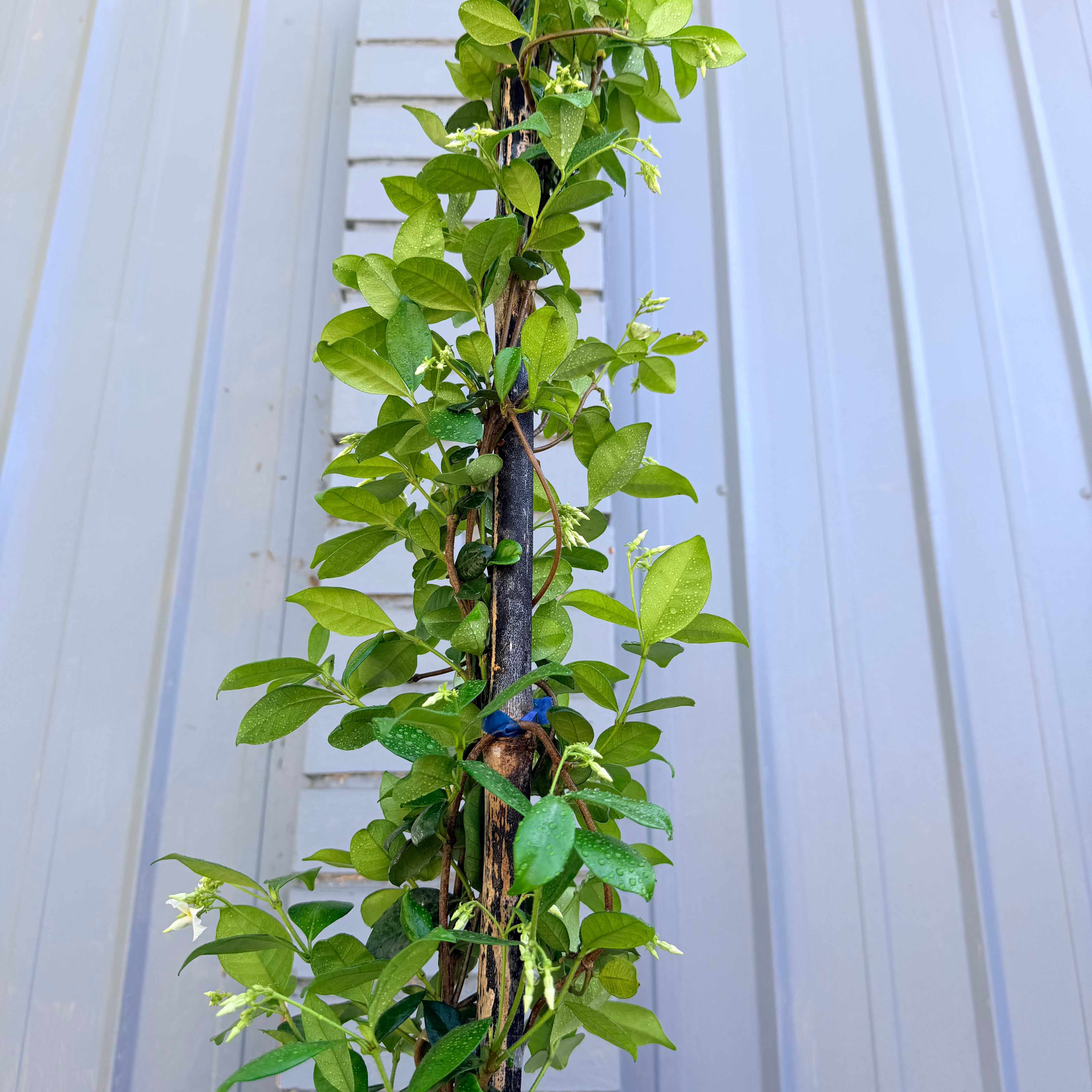 Vivero Mis Tesoros C Gloria