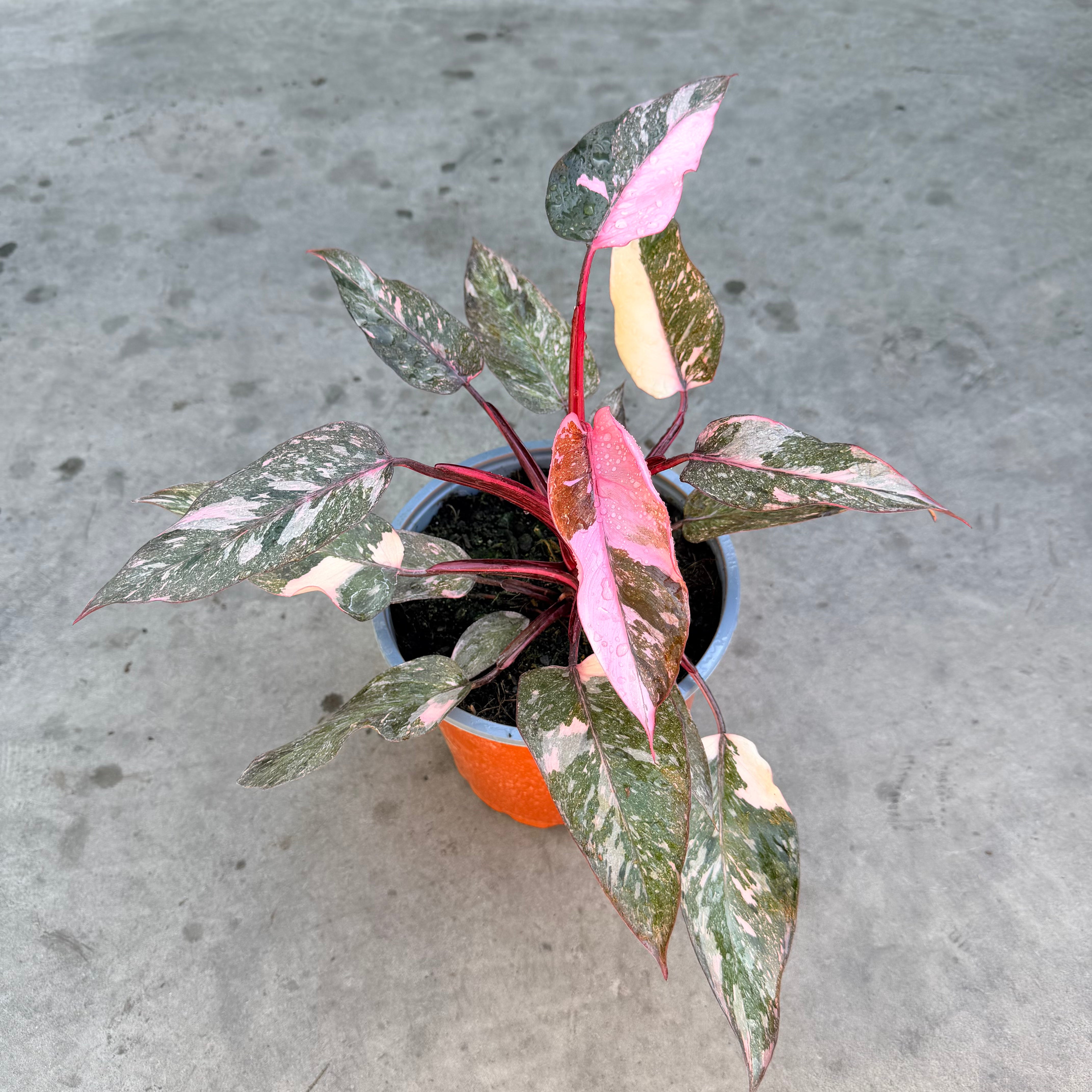 Filodendro Pink Princess Galaxy XLL