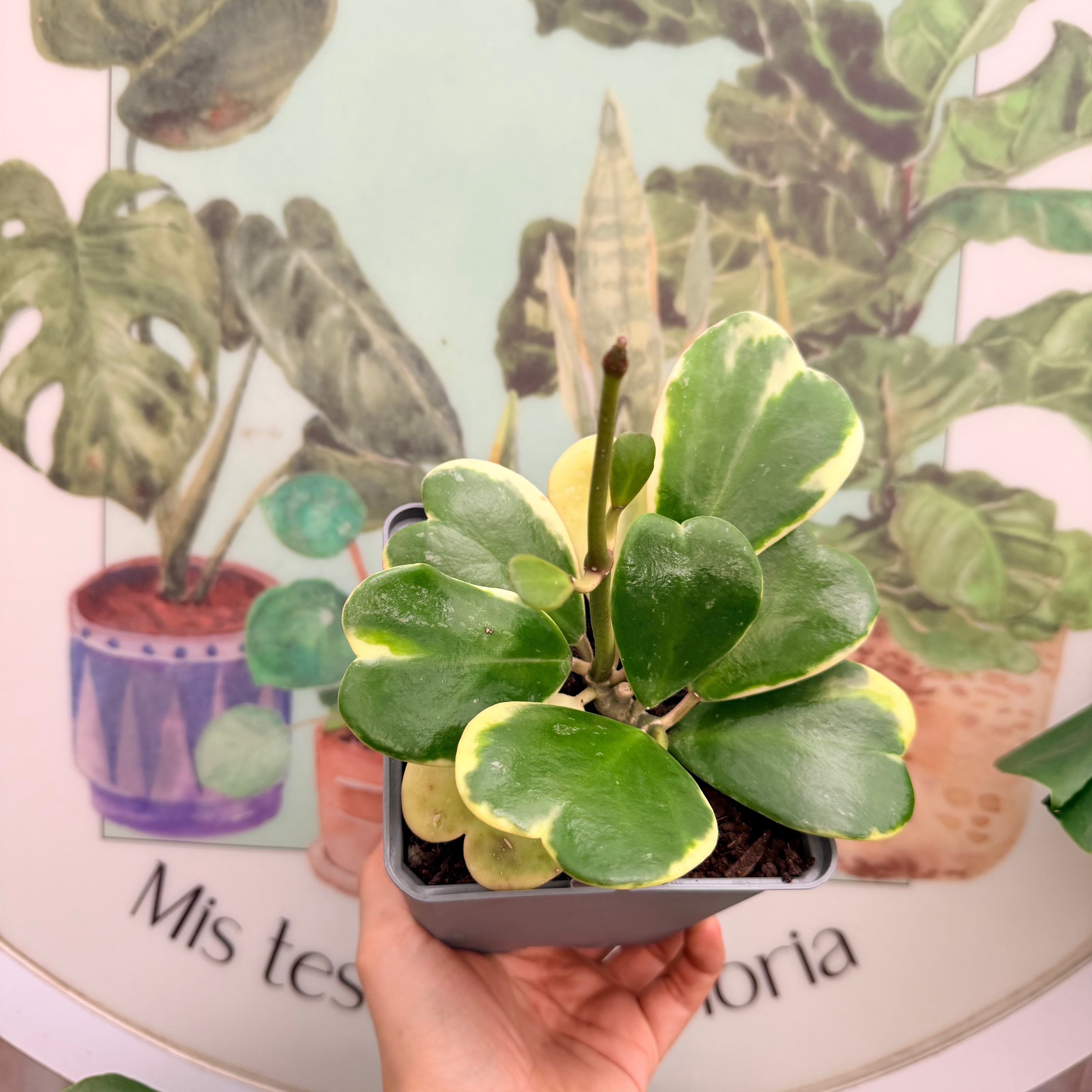 Hoya Kerii Variegada