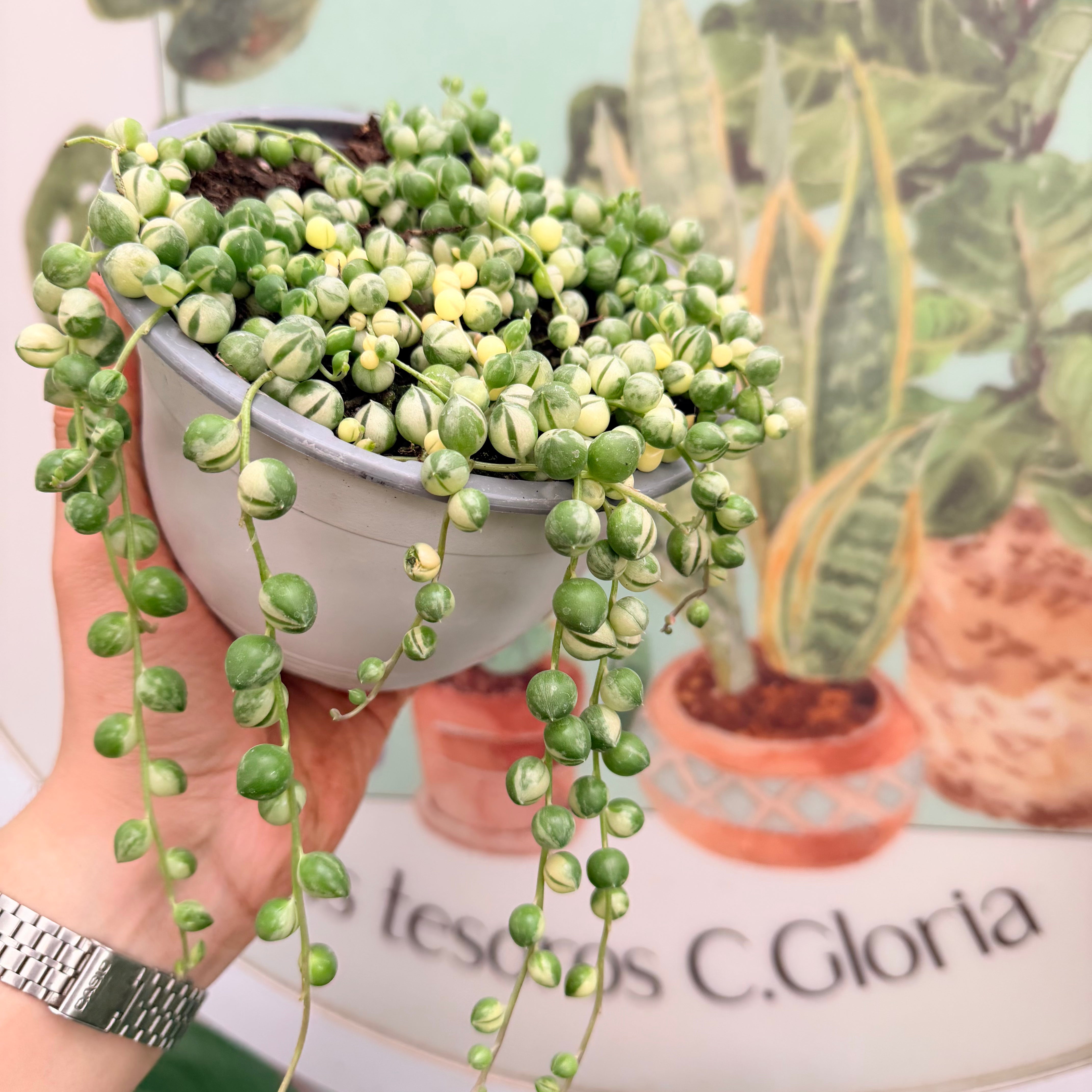 Rosario (Senecio Rowleyanus) Variegado