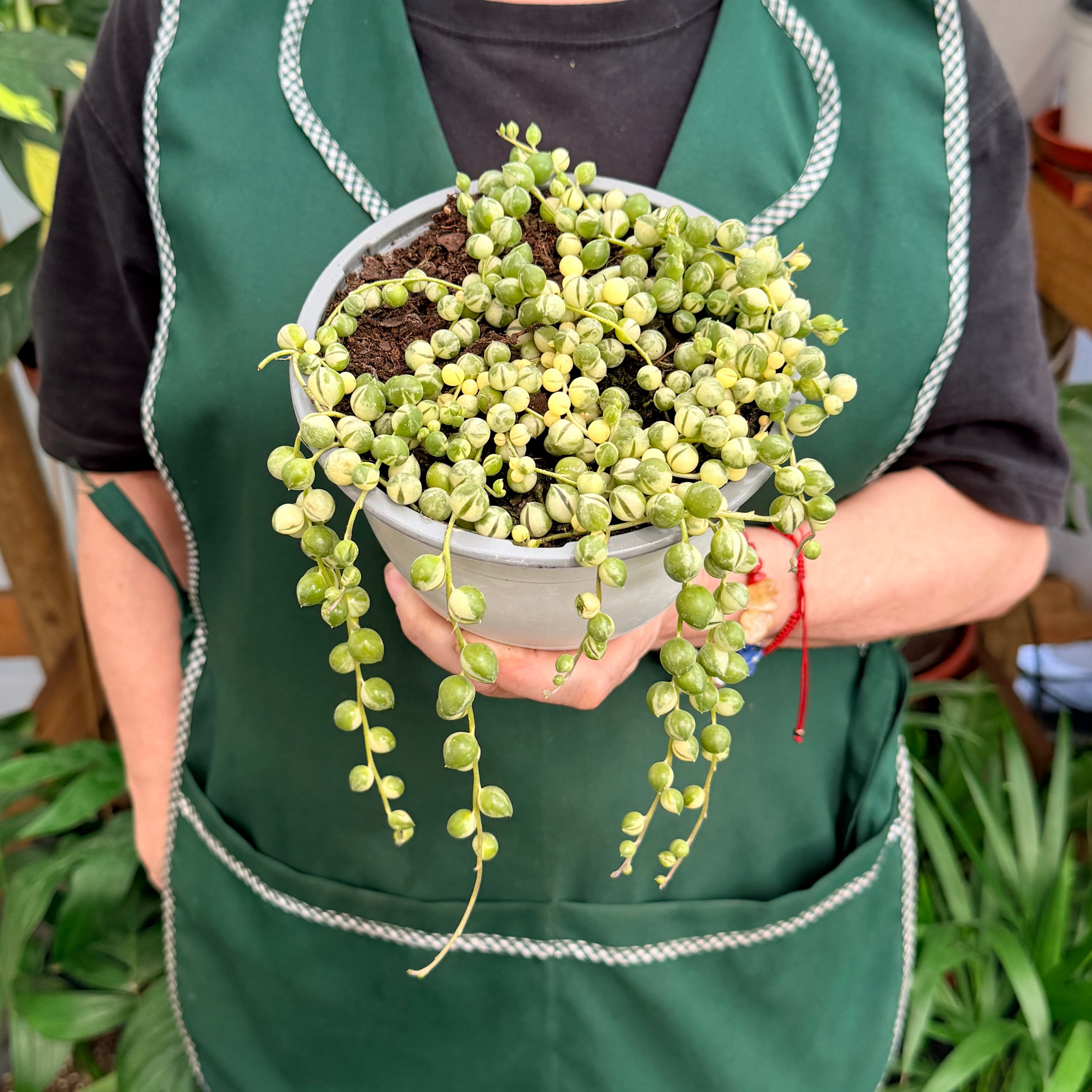 Vivero Mis Tesoros C Gloria