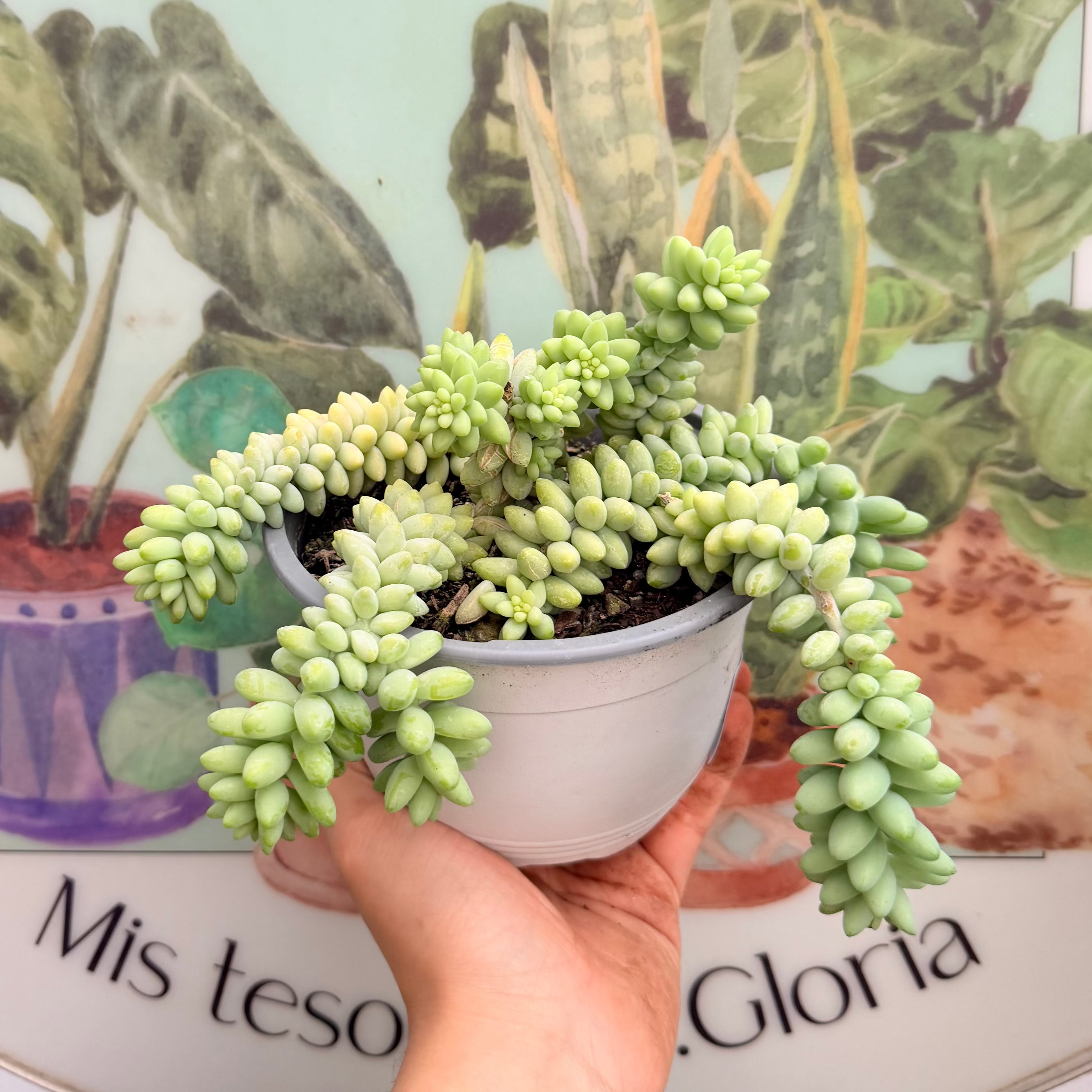 Vivero Mis Tesoros C Gloria