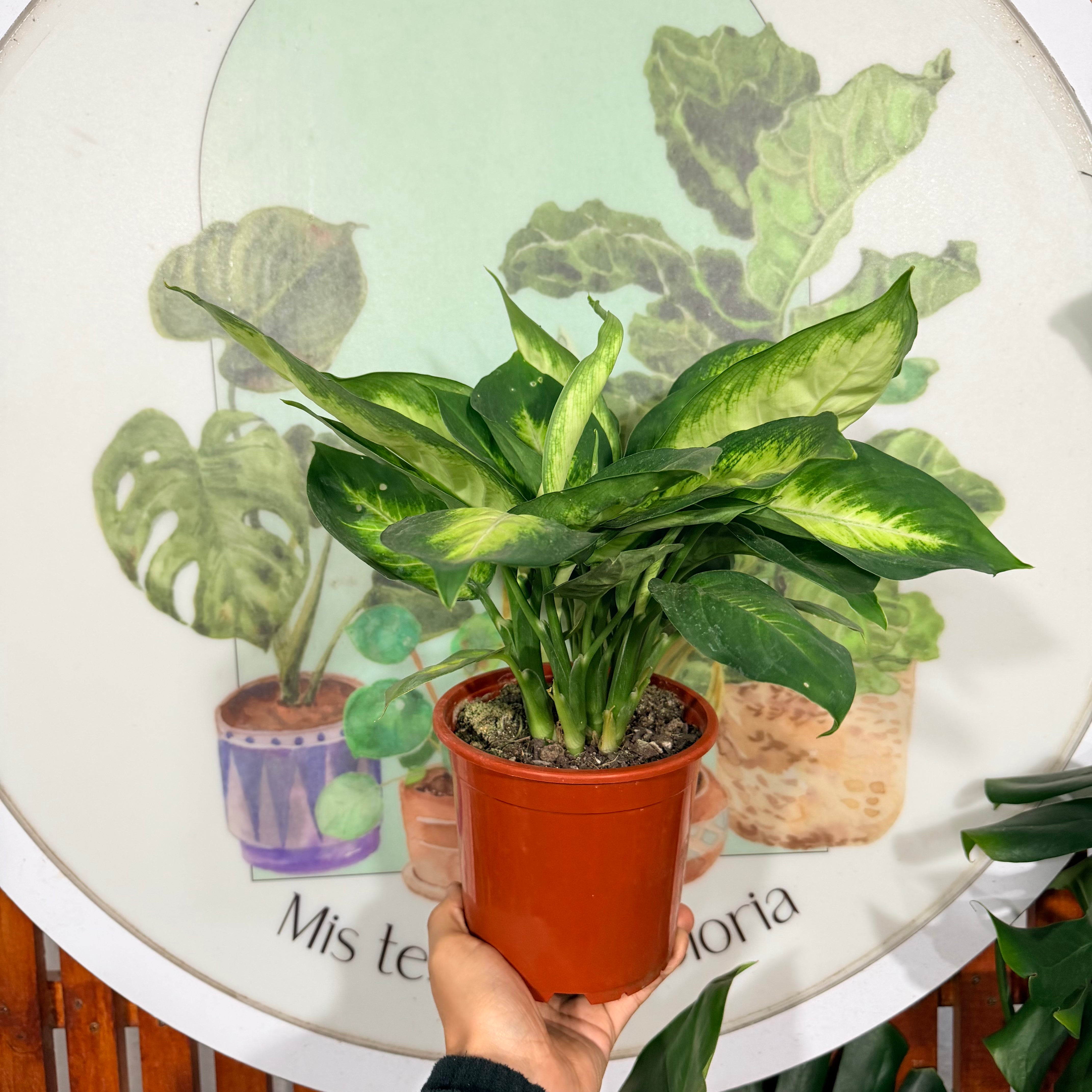 Dieffenbachia Tropic Golden