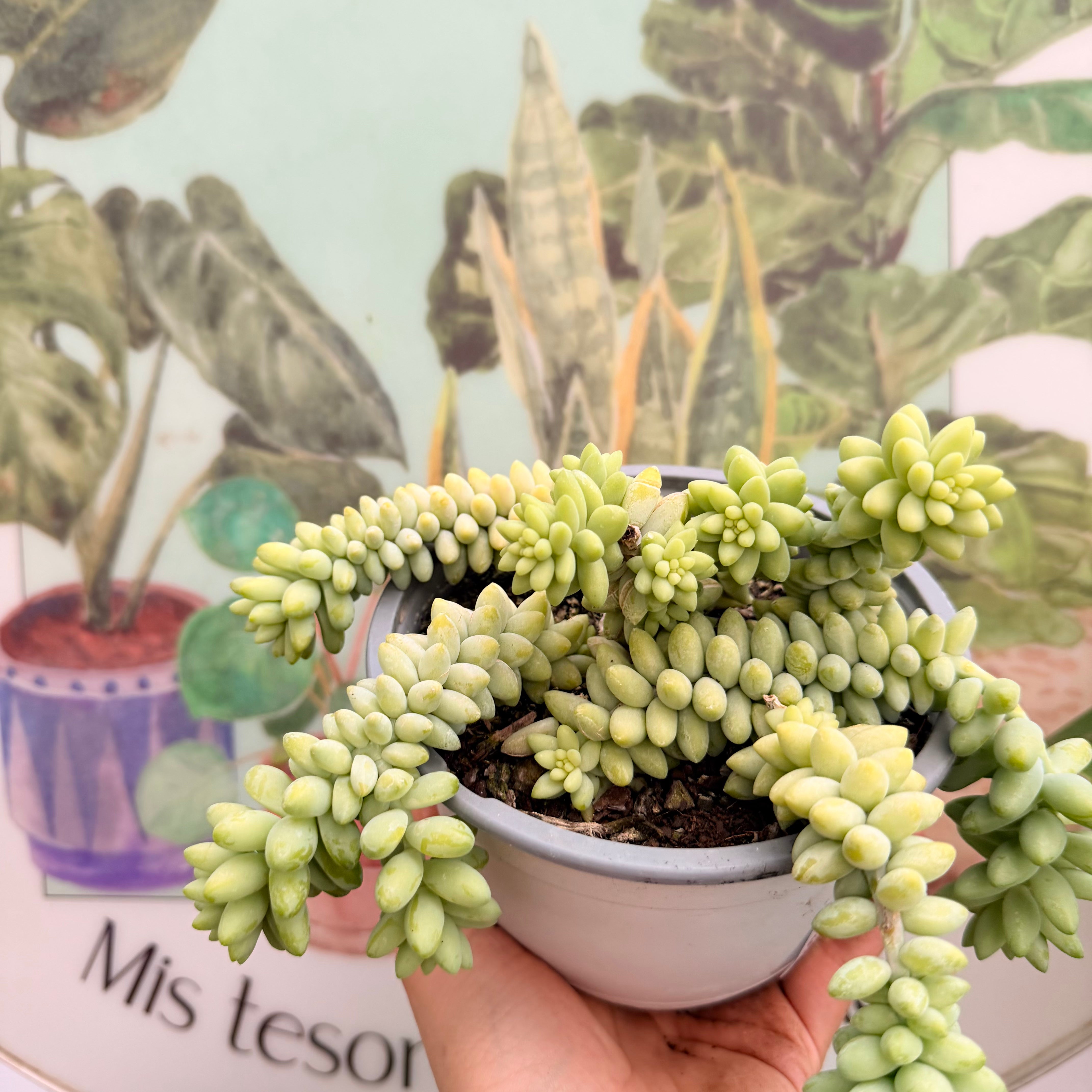 Senecio Morganianium (Seddum Burrito)