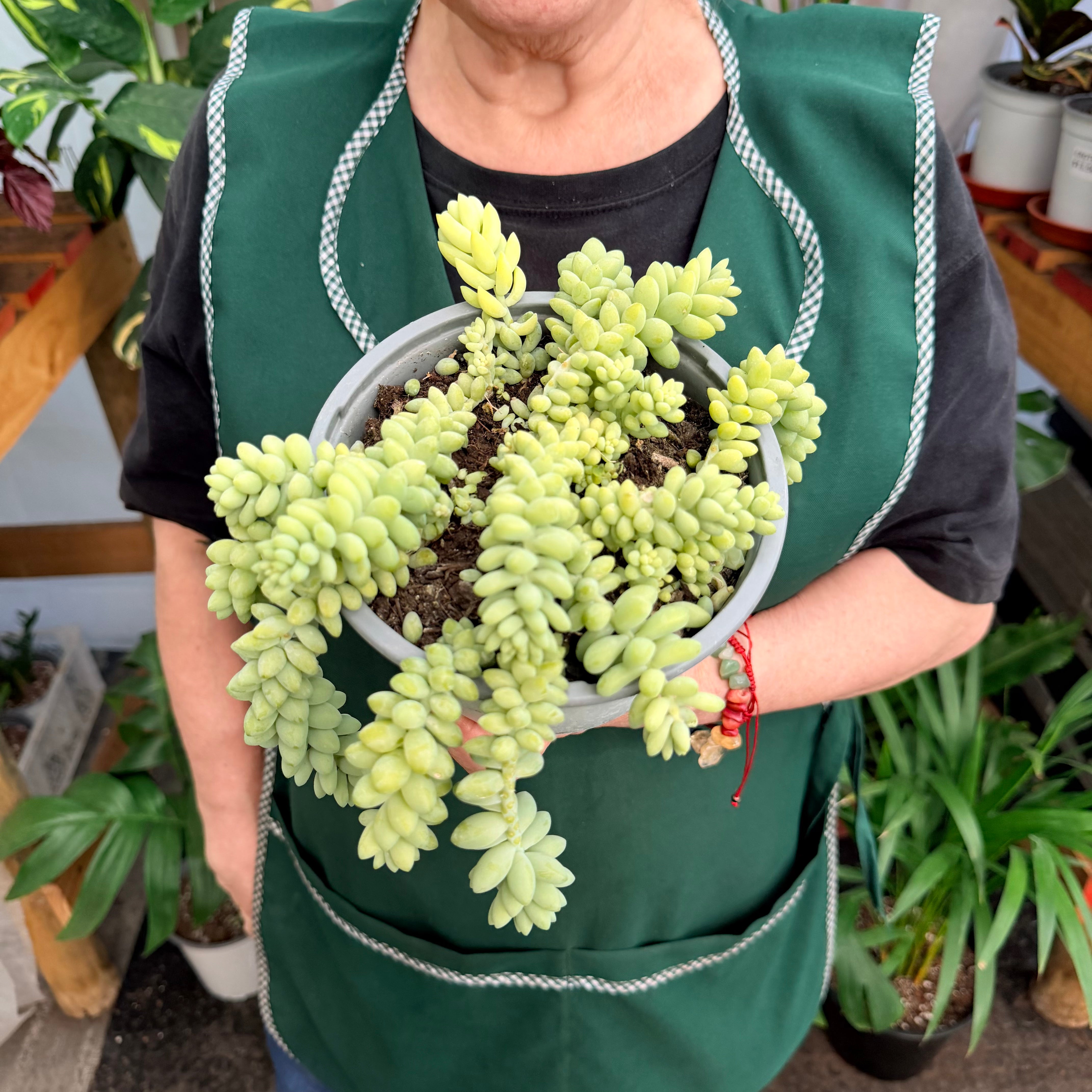 Vivero Mis Tesoros C Gloria