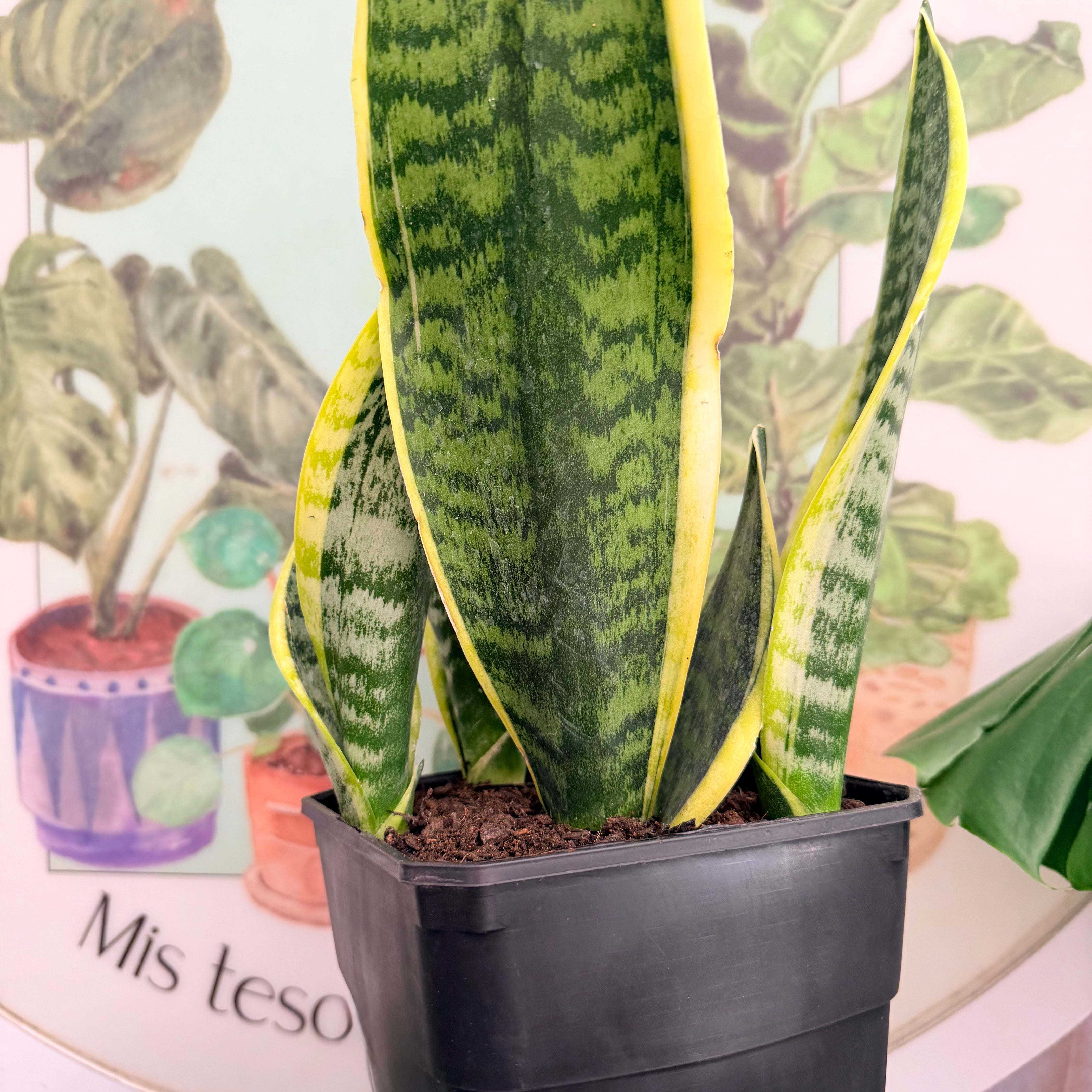 Vivero Mis Tesoros C Gloria