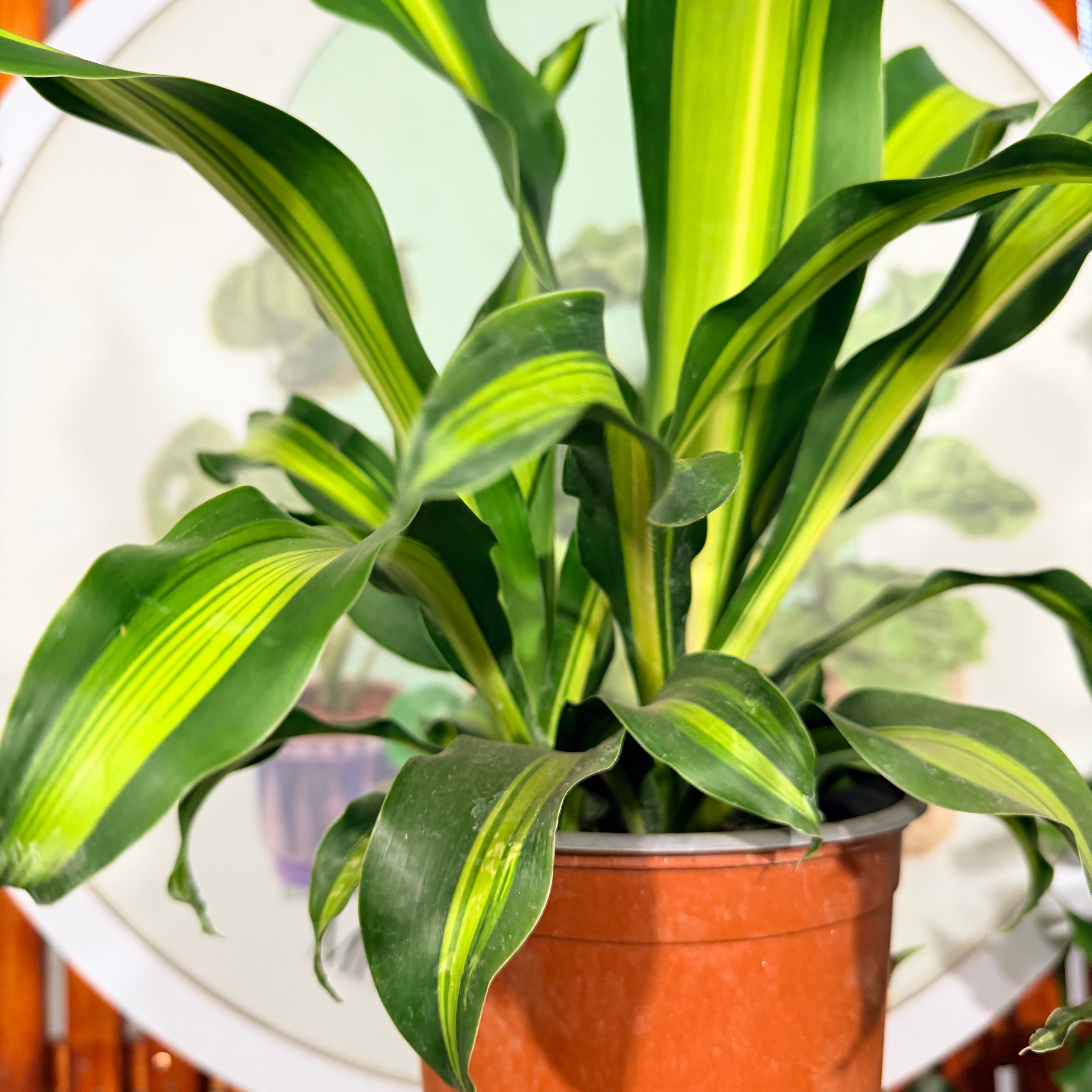 Dracena doble