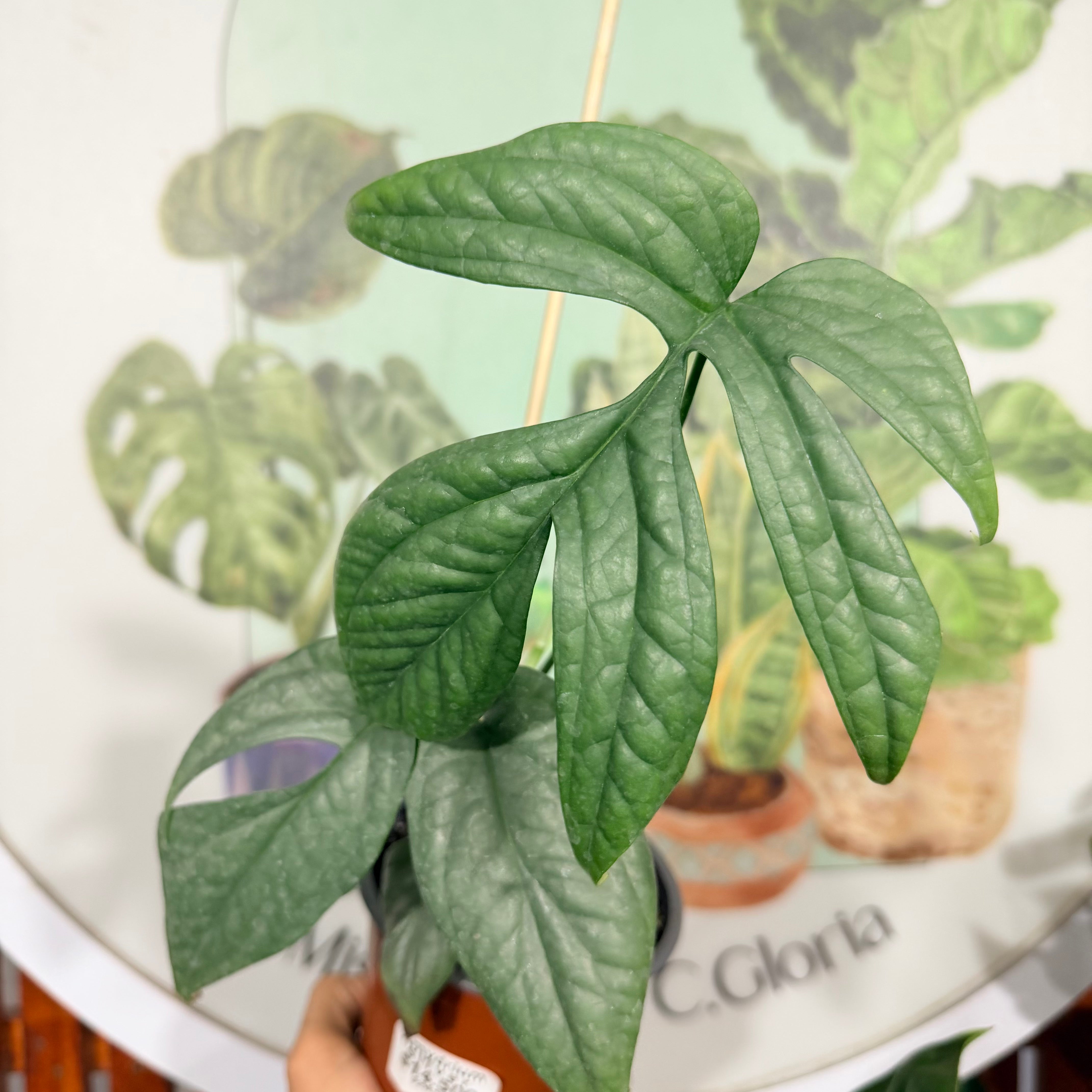 Amydrium Silver /Pothus