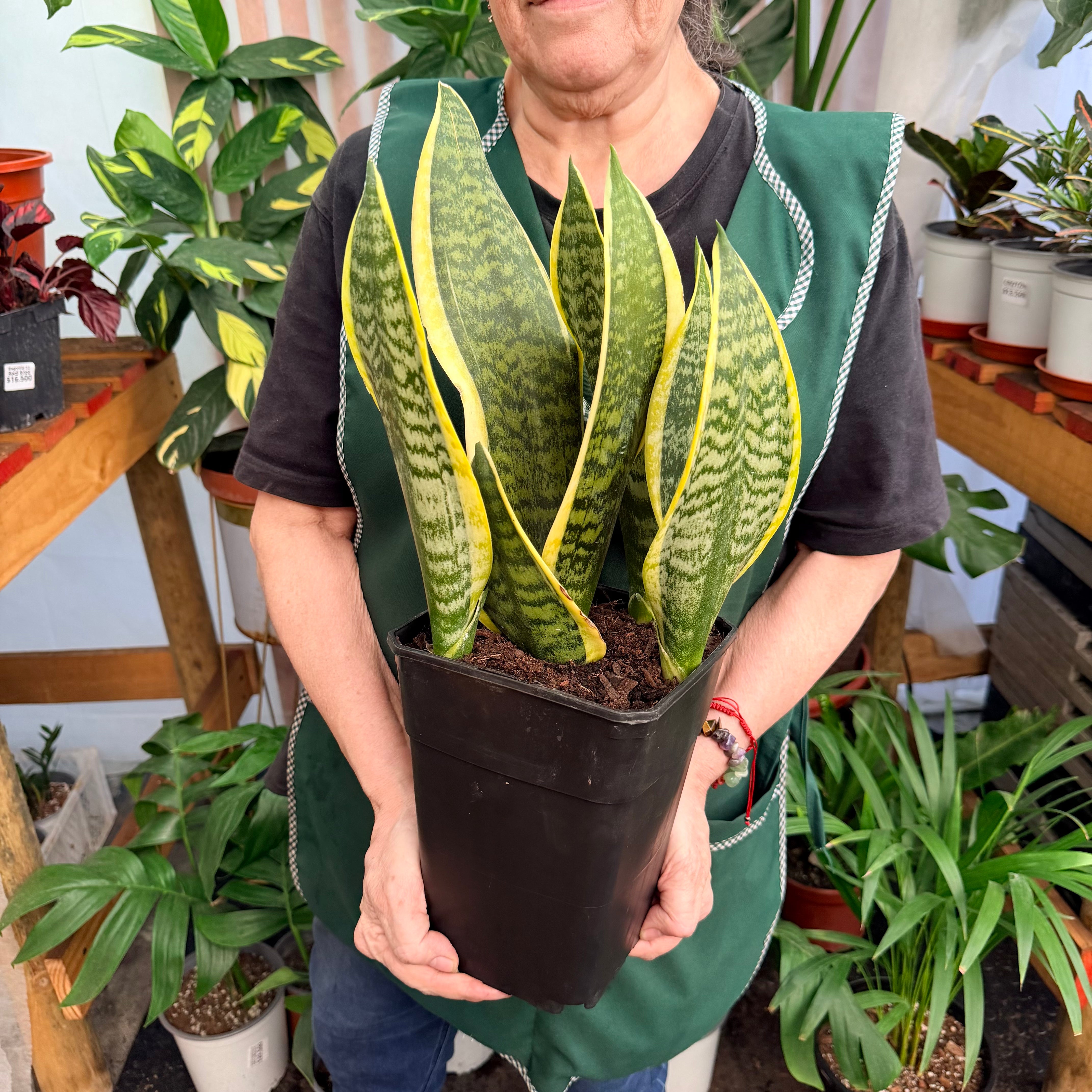 Vivero Mis Tesoros C Gloria