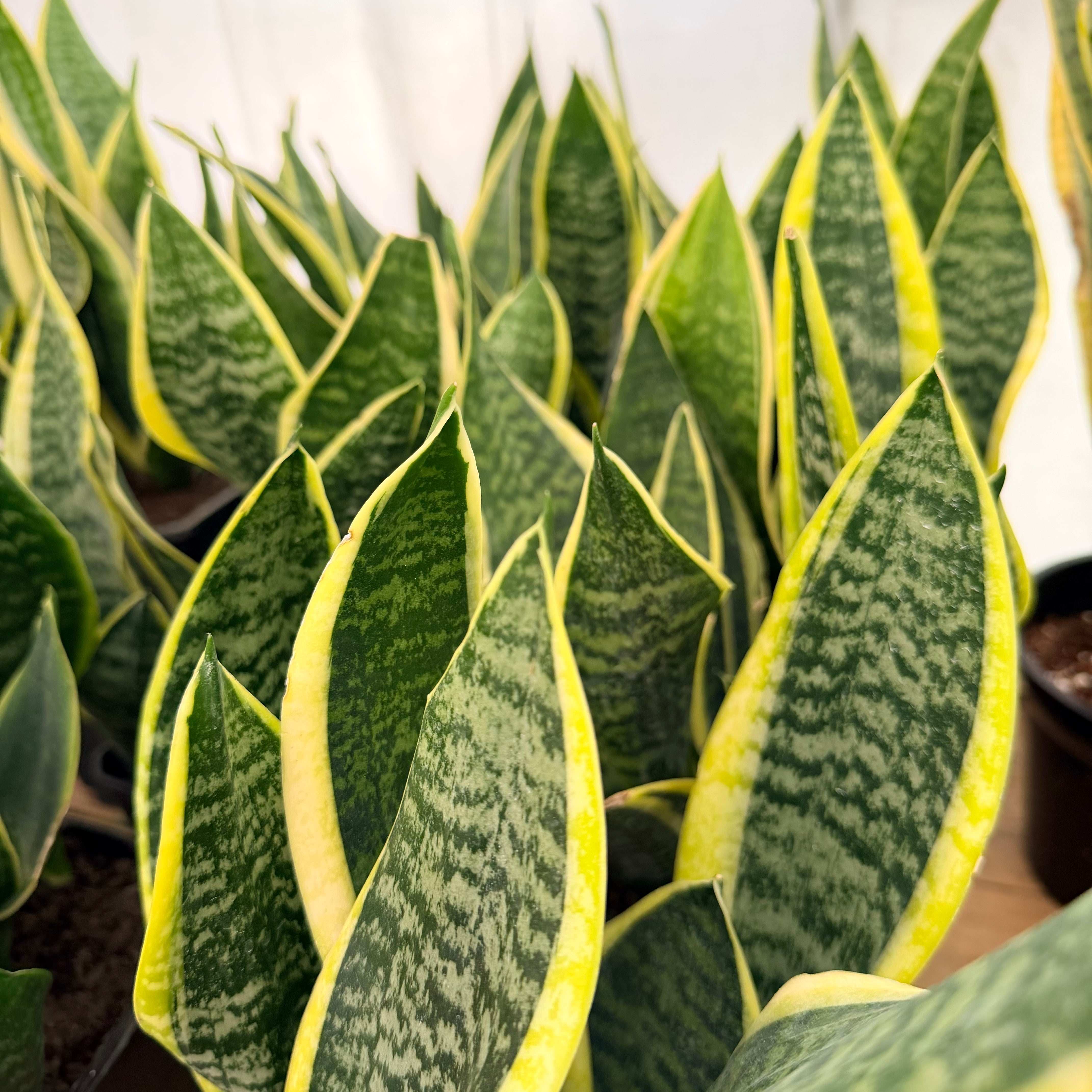 Sansevieria Superba Madre