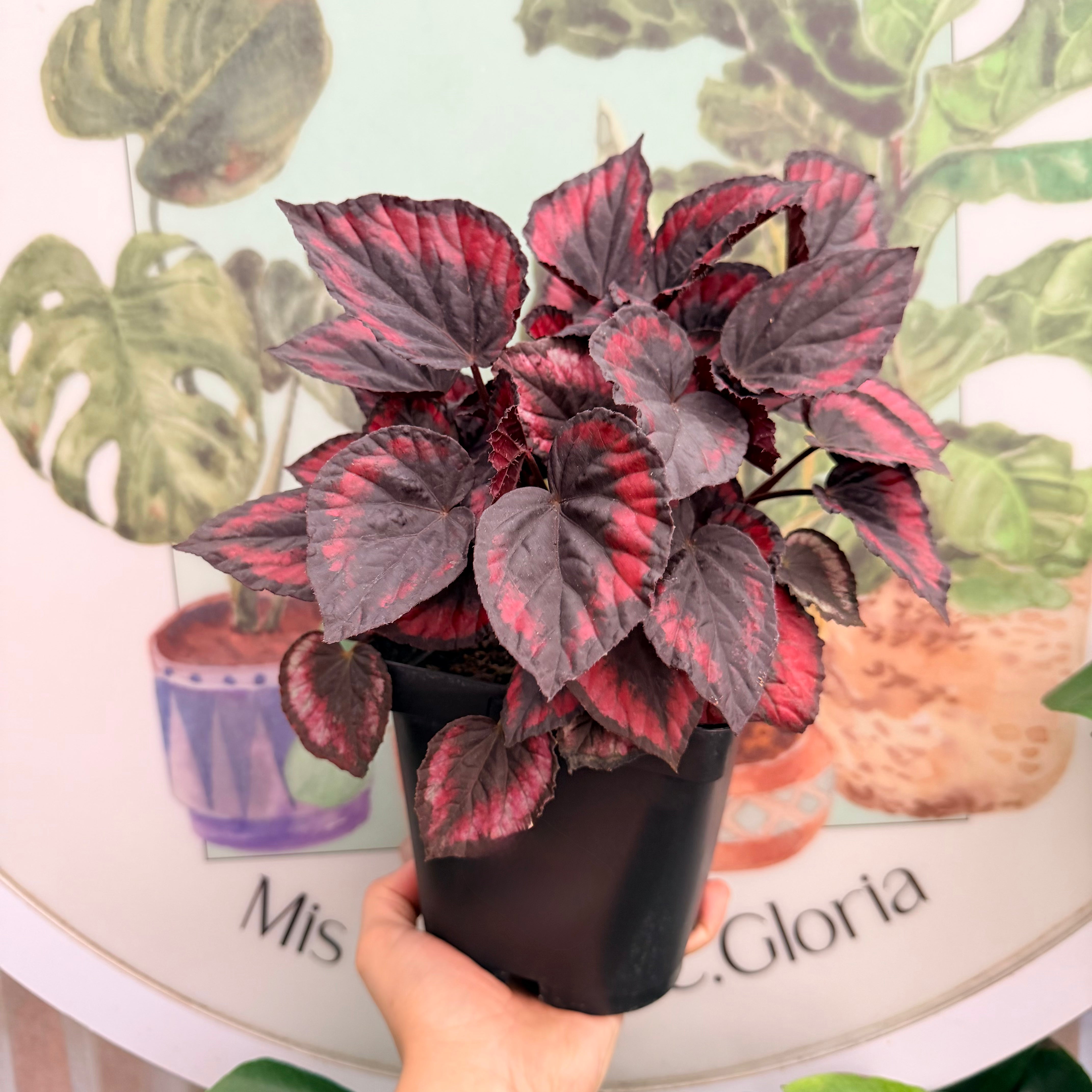 Begonia Red Kiss LL