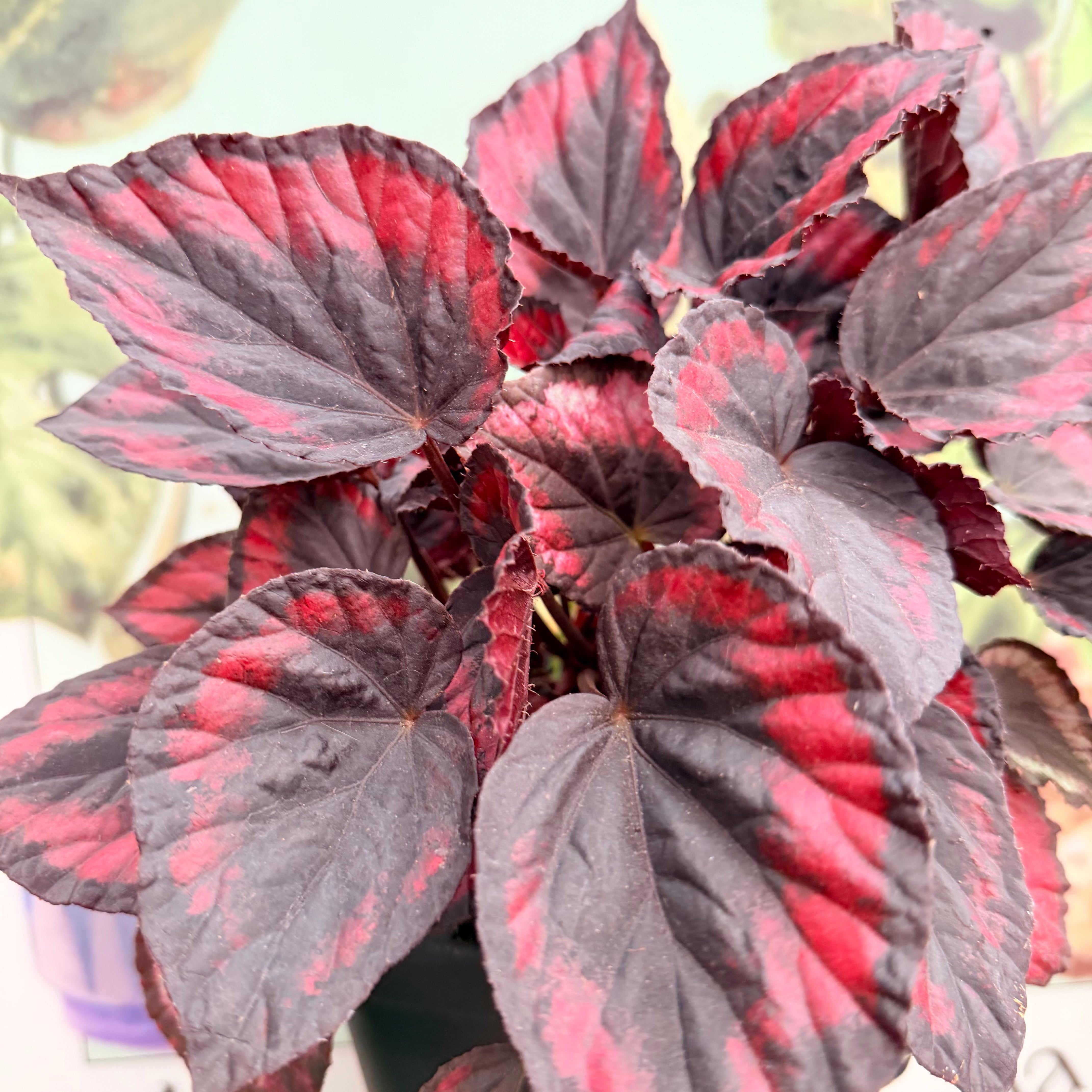 Vivero Mis Tesoros C Gloria