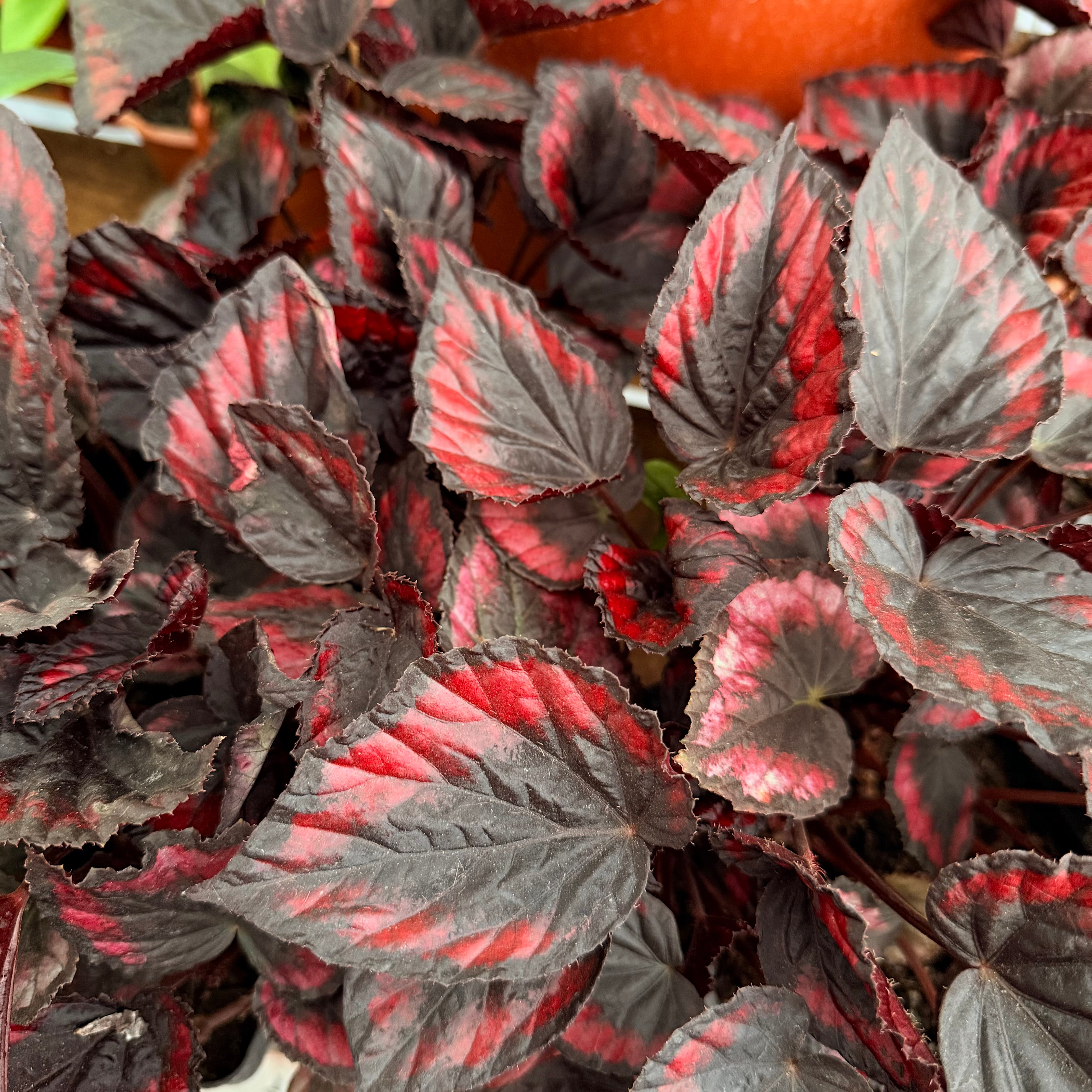 Vivero Mis Tesoros C Gloria