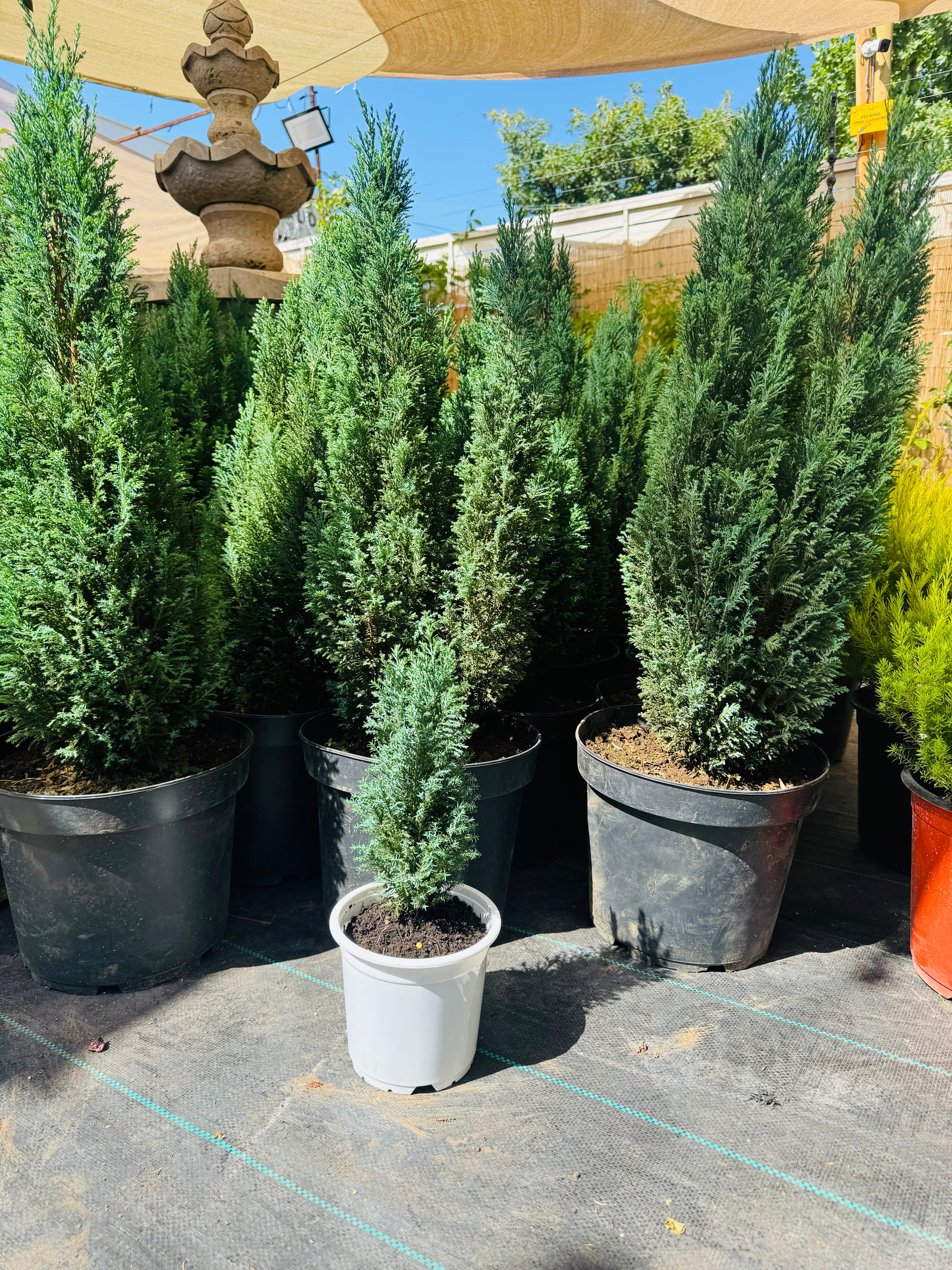 Pino Elwoodii - Pino azul (aprox. 95-100cm)