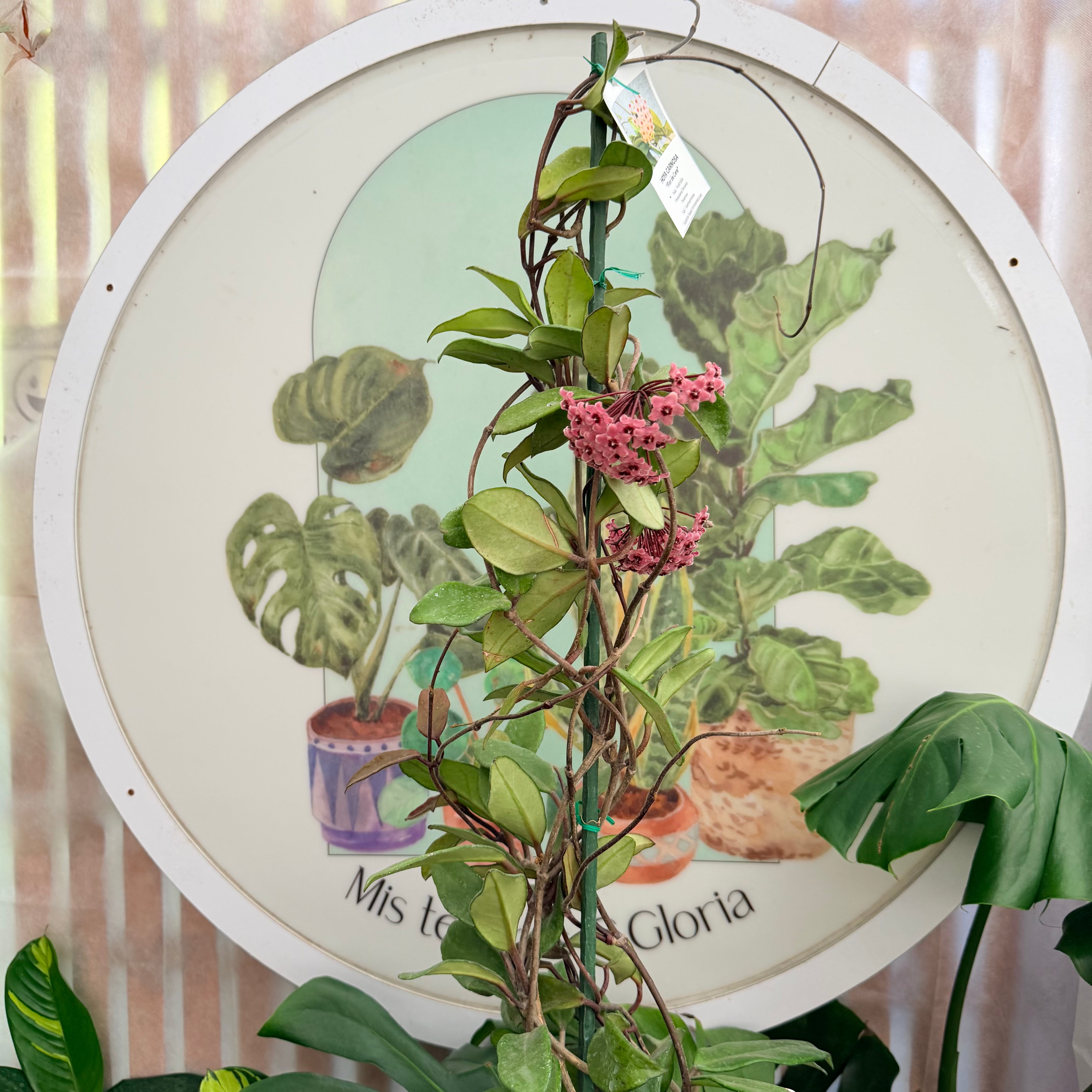 Hoya Clepia carnosa con flor