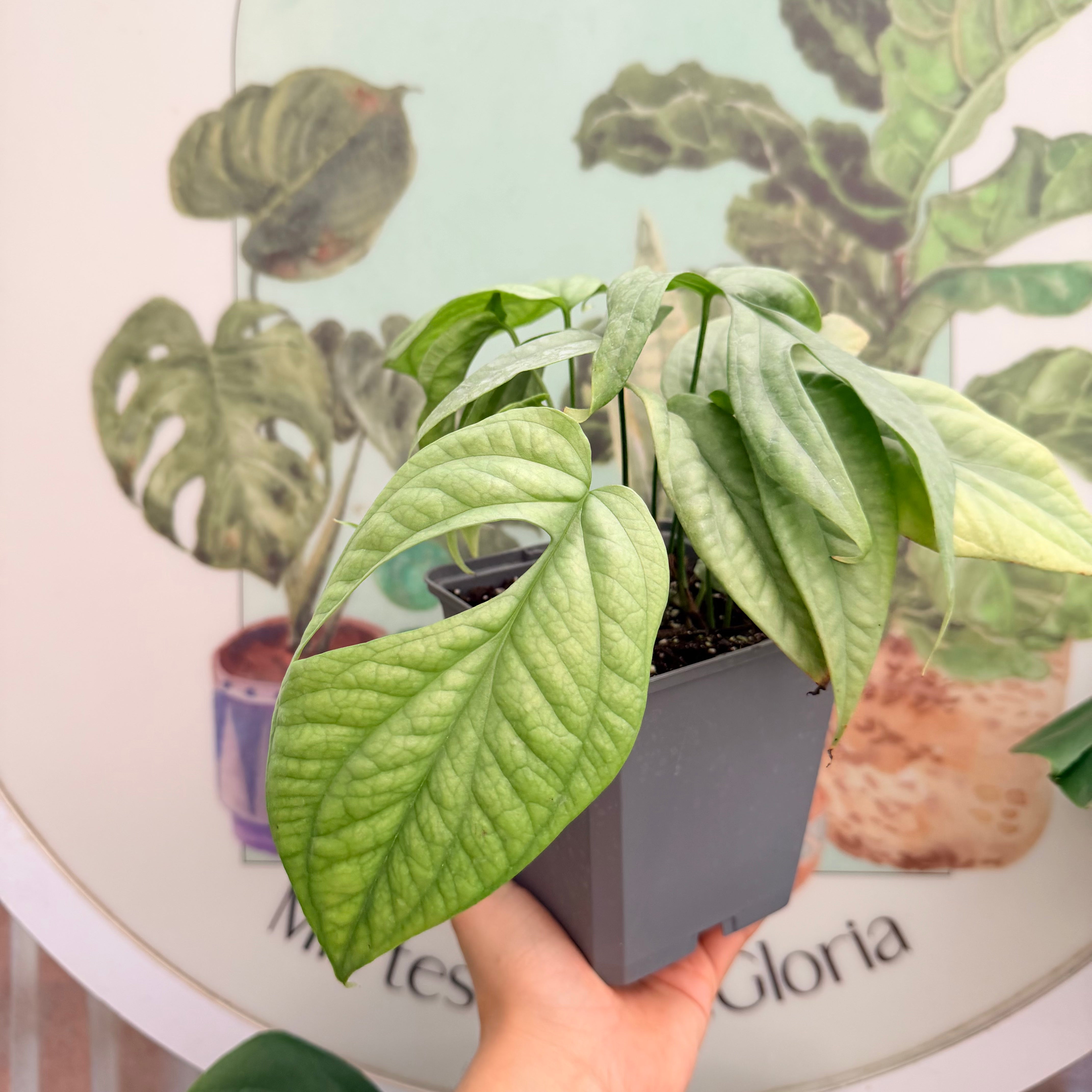 Scindapsus Amydrium Silver