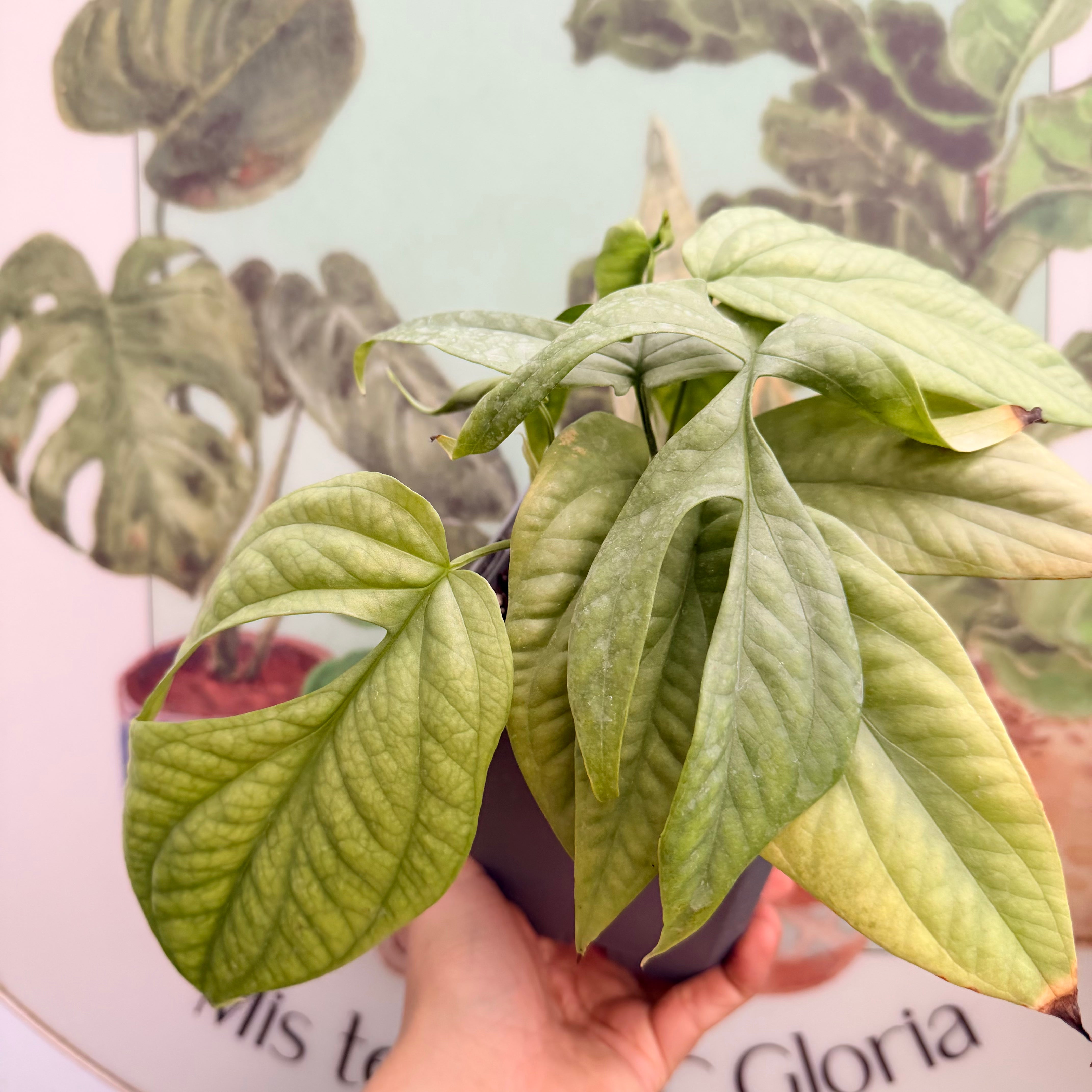 Vivero Mis Tesoros C Gloria