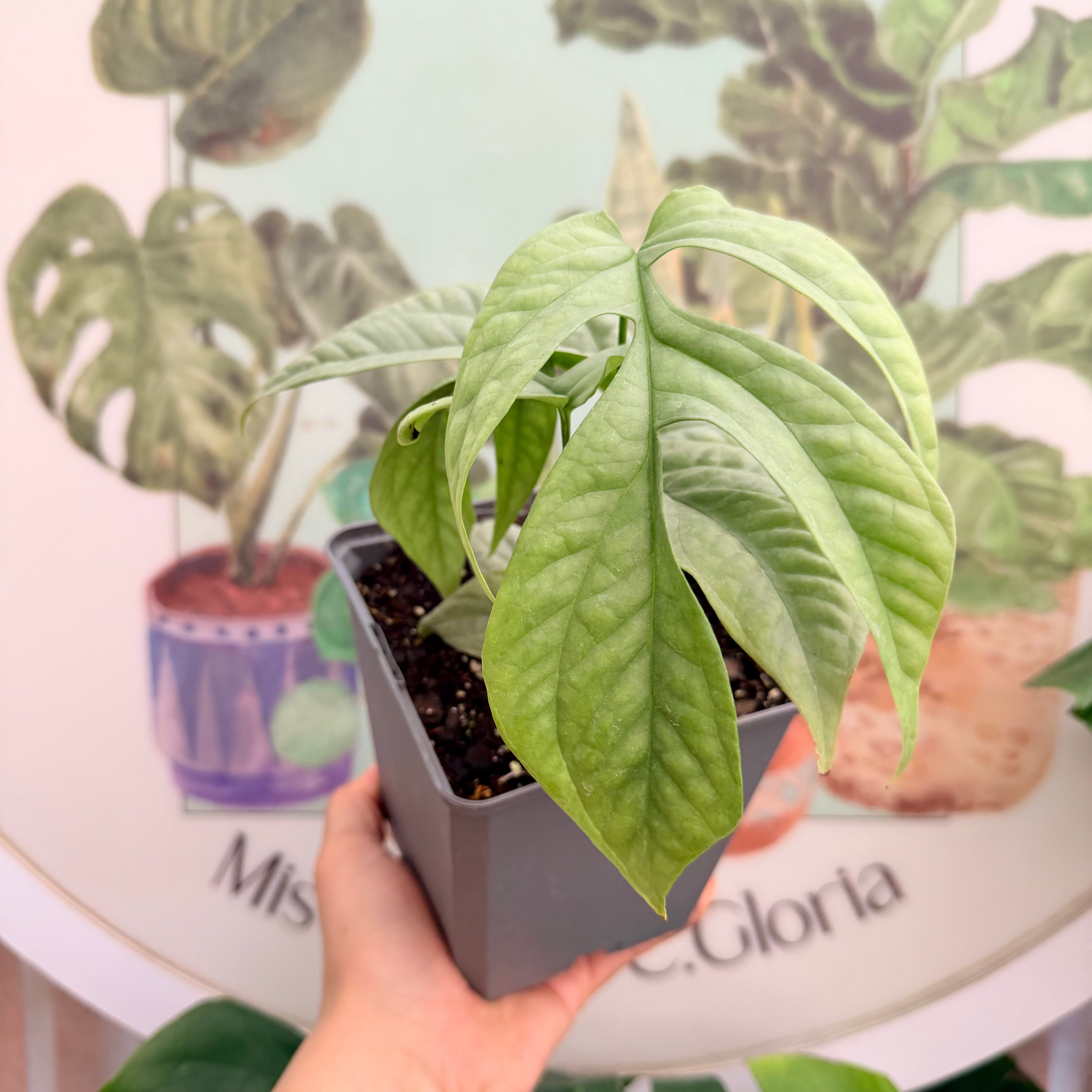 Vivero Mis Tesoros C Gloria