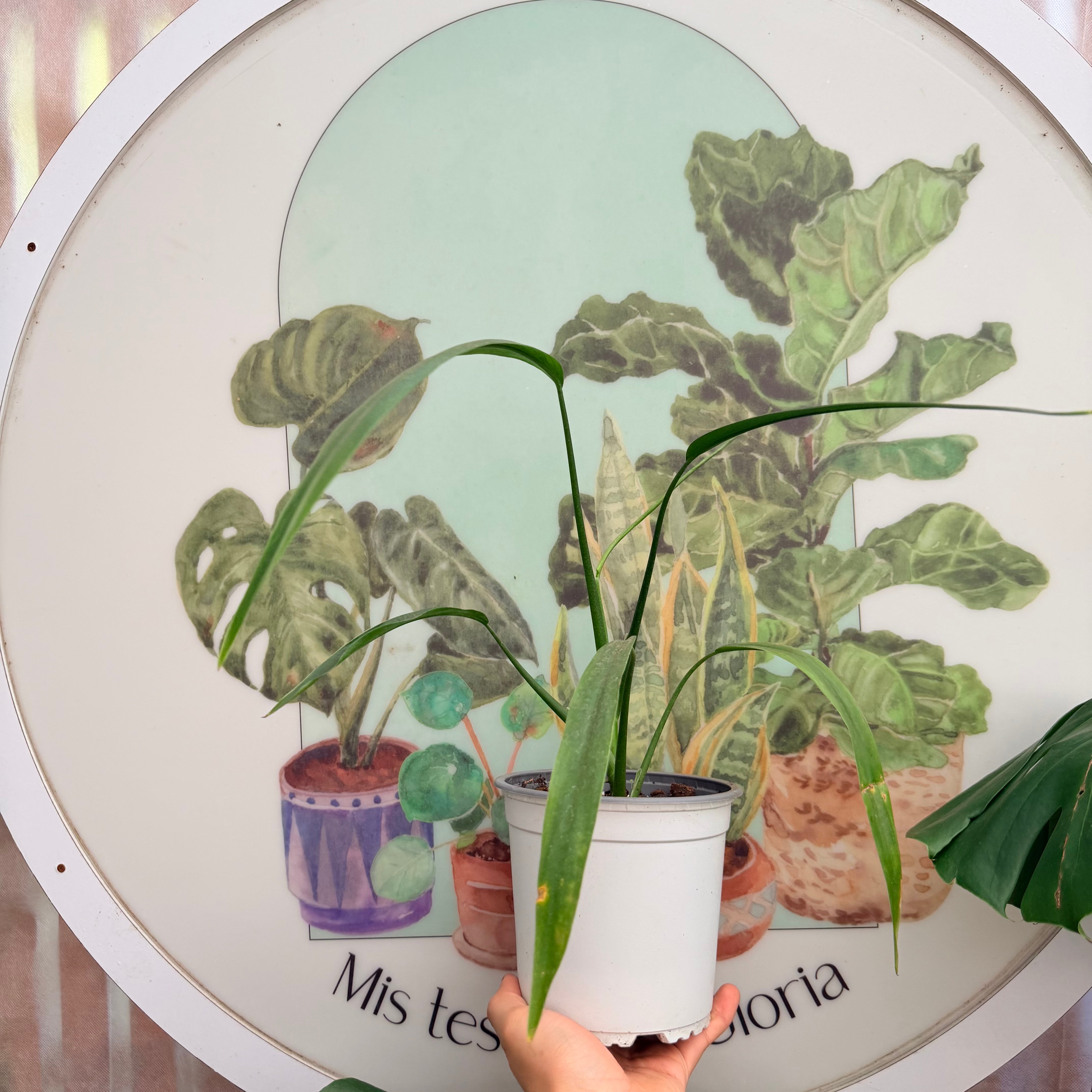 Filodendro Holtonianum