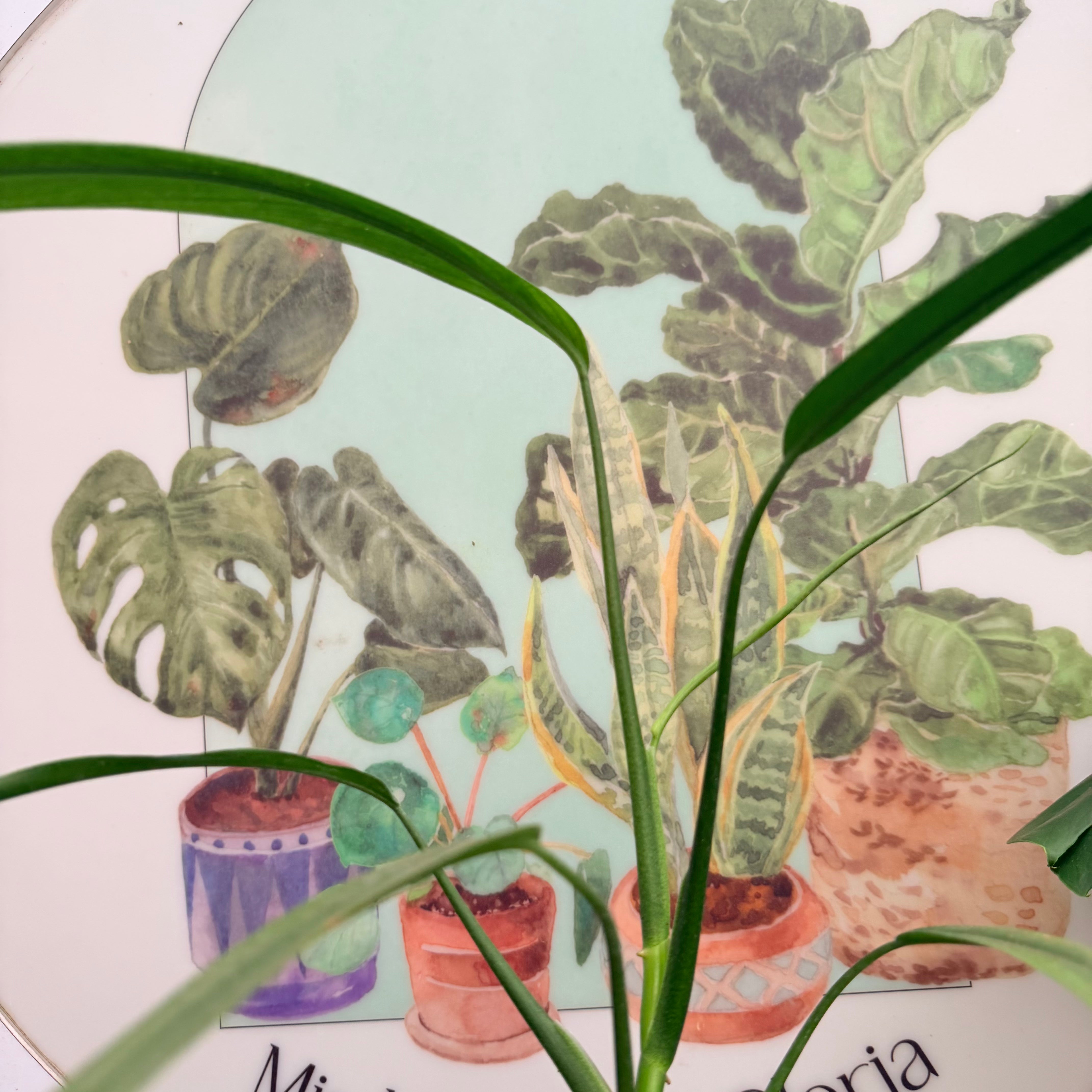 Vivero Mis Tesoros C Gloria