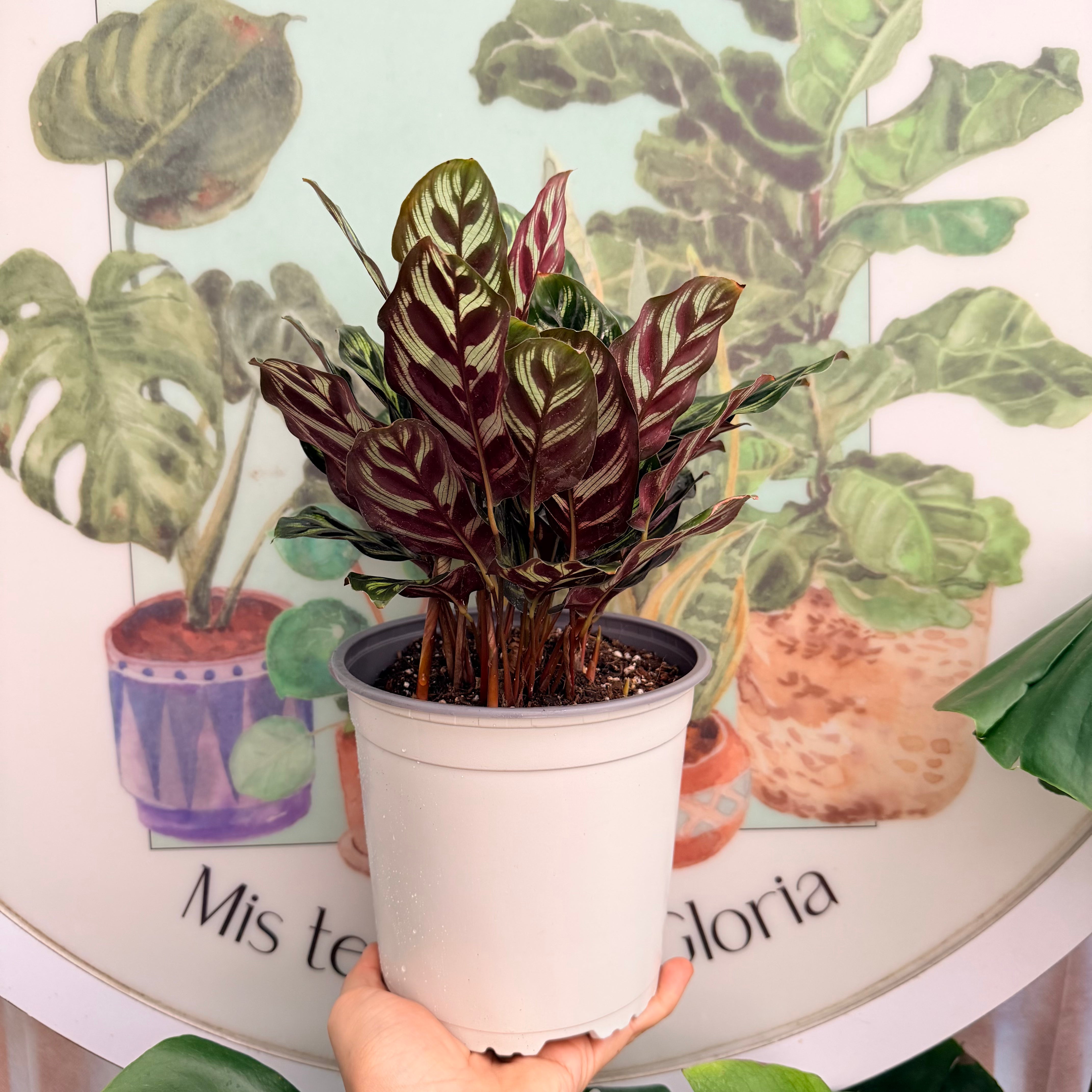 Calathea Makoyana
