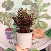Calathea Makoyana