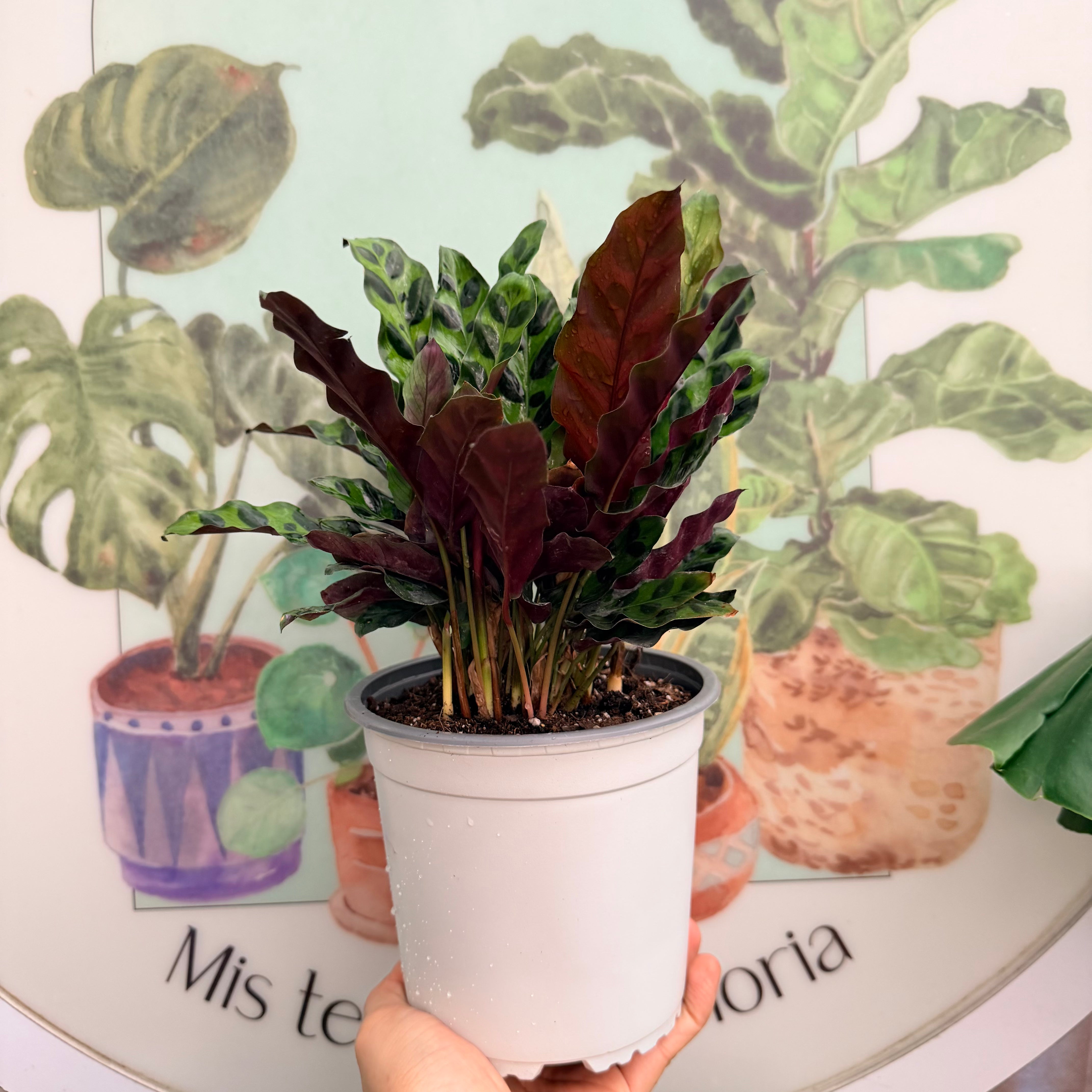 Calathea Lancifolia / Insignis